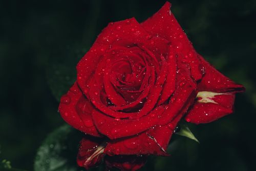Free Detailed close-up of a blooming red rose covered with dew drops, highlighting its vivid color and natural beauty. Stock Photo
