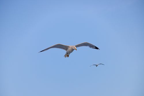 Free A graceful seagull soaring in a clear blue sky, symbolizing freedom and tranquility. Stock Photo
