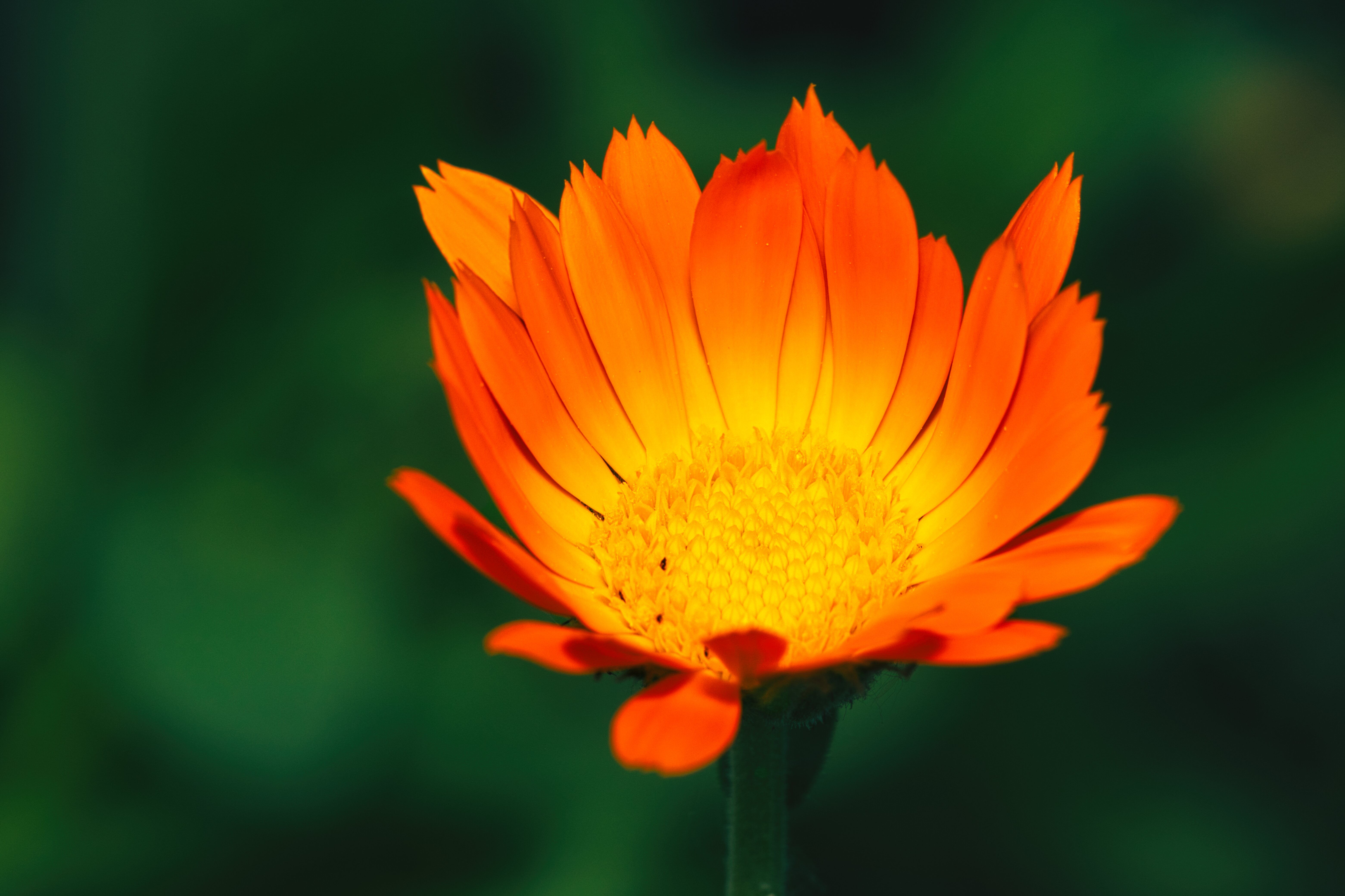 Calendula Botanical Photo