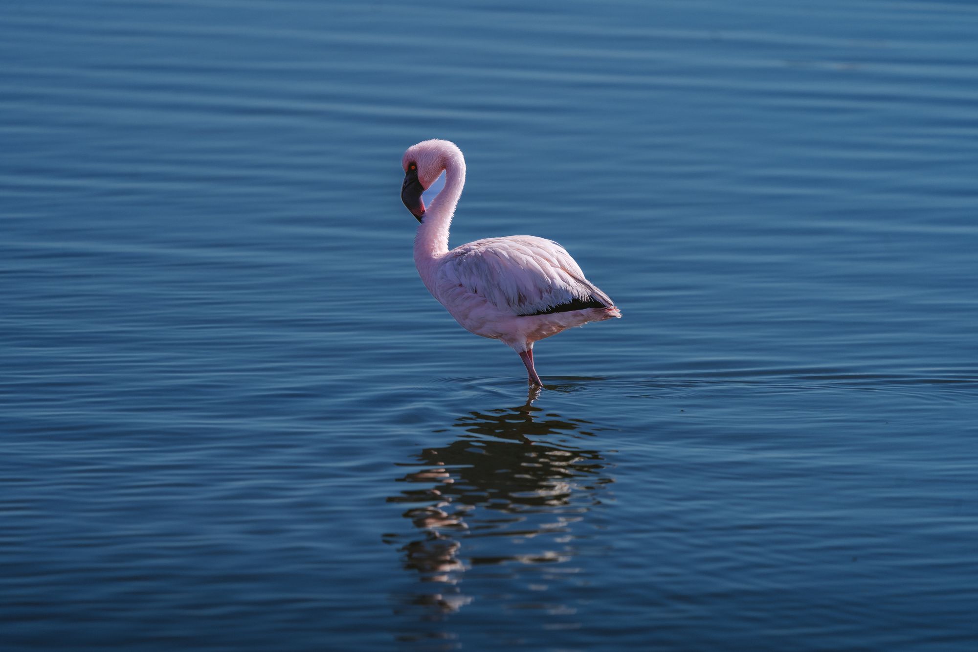 Walvis Bay