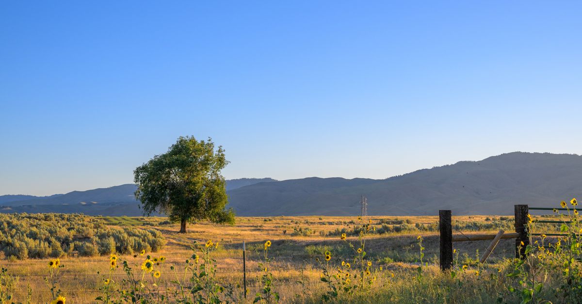 Tranquil countryside scene with a tree under clear blue skies near Boise, Idaho.