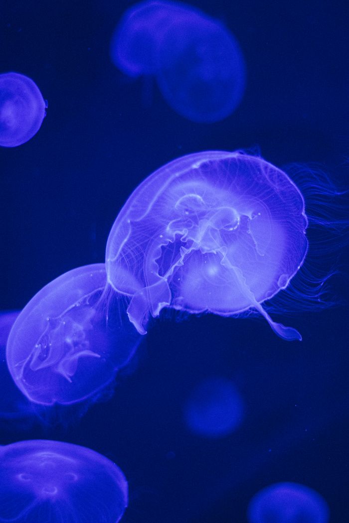 Jellyfish suspended in deep blue water — photo by Alejandro Herrera on Pexels