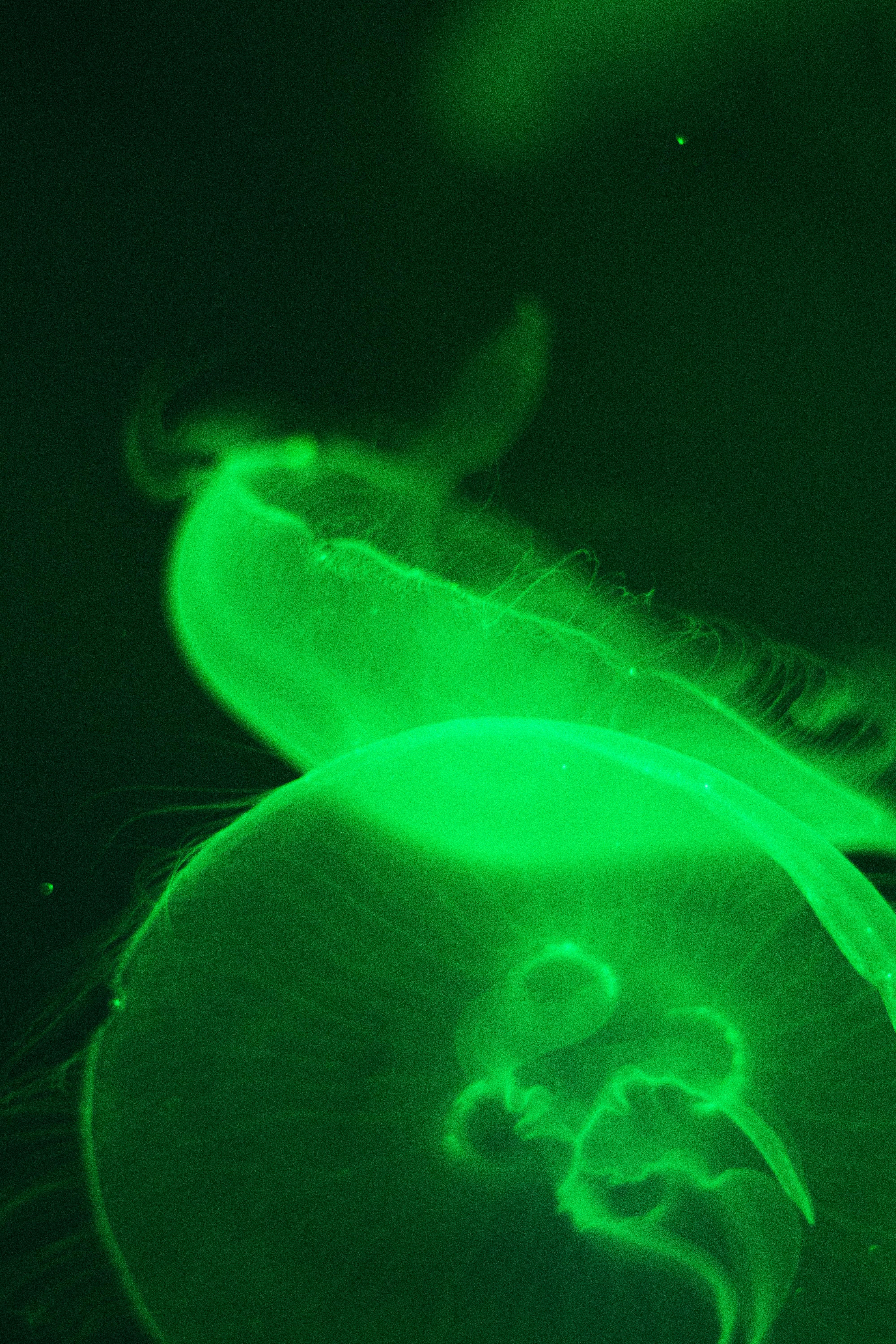 A Green Jellyfish in a Dark Room with Green Light
