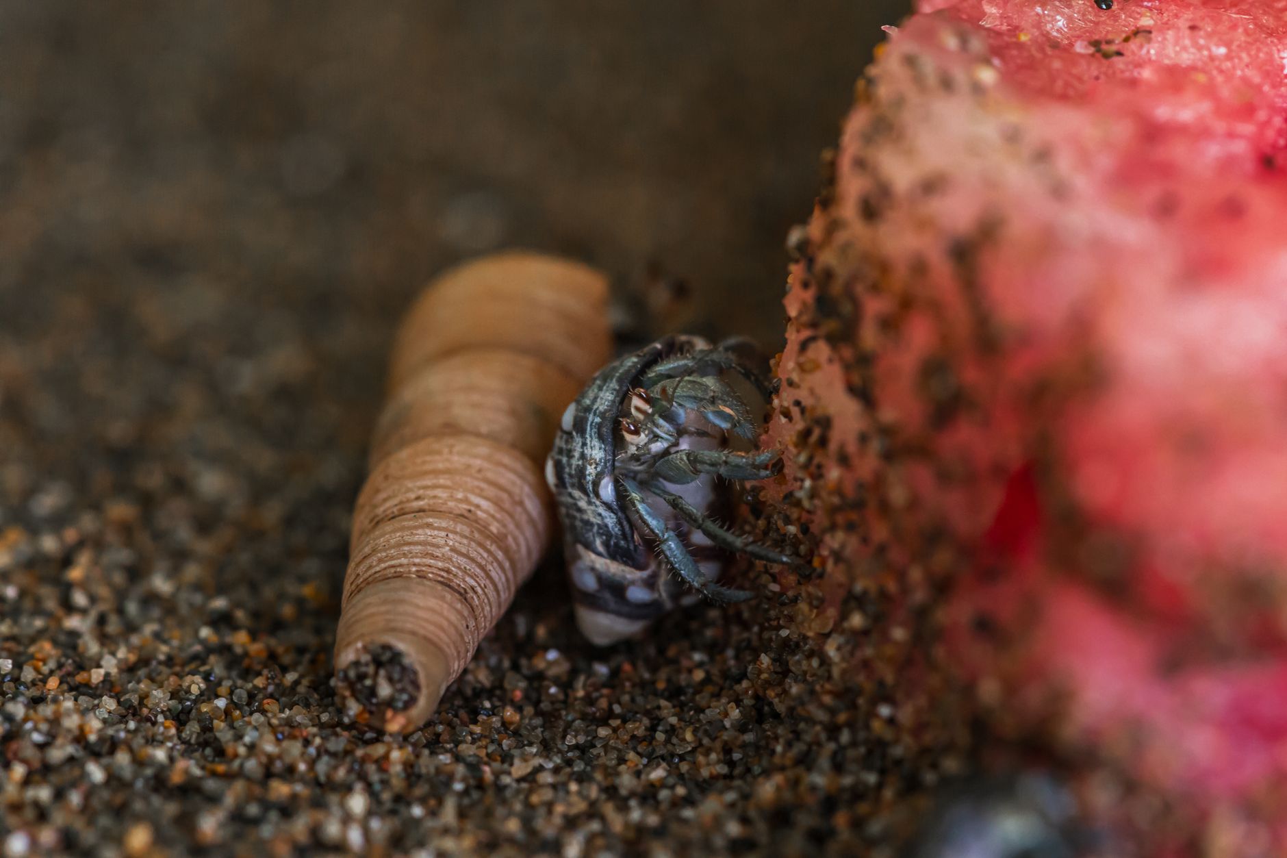 The Hermit Crab