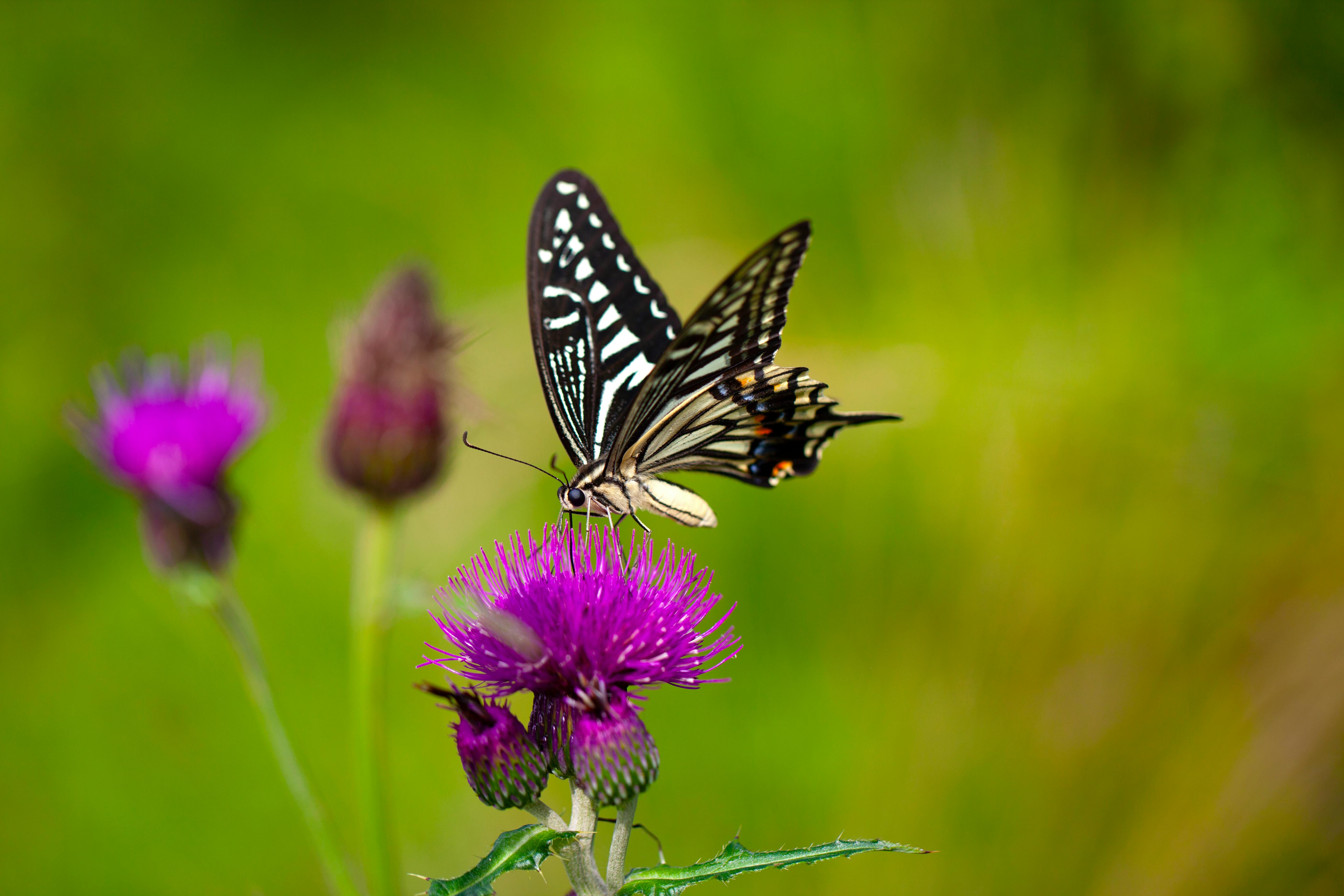 Butterfly Wallpaper 4K Gradient background White flower 2047