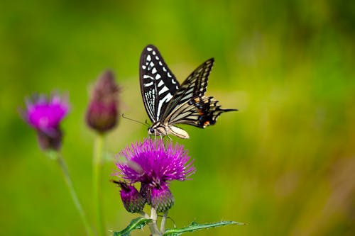 Vlinder Op Roze Bloem