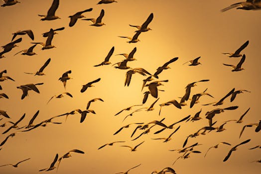 A flock of seagulls flying freely against a golden sunset sky in Iquique, Chile.