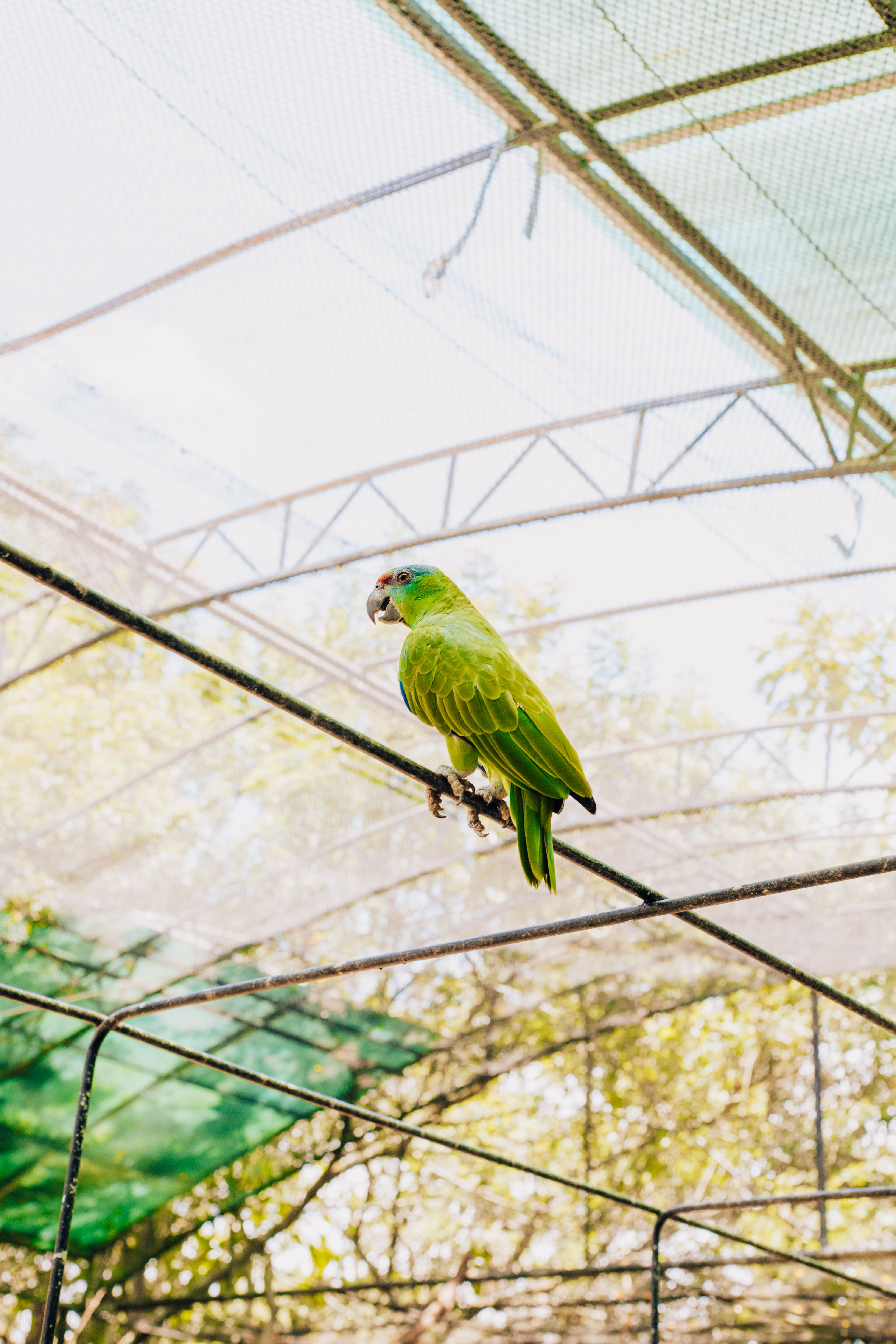 Fresh Look at Colorful Parrot In A Sunlit Aviary