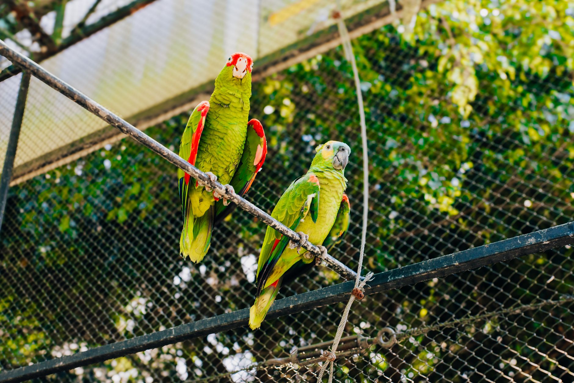 Two colorful parrots sit on a branch in an aviary under sunlight. Perfect for nature and wildlife themes.