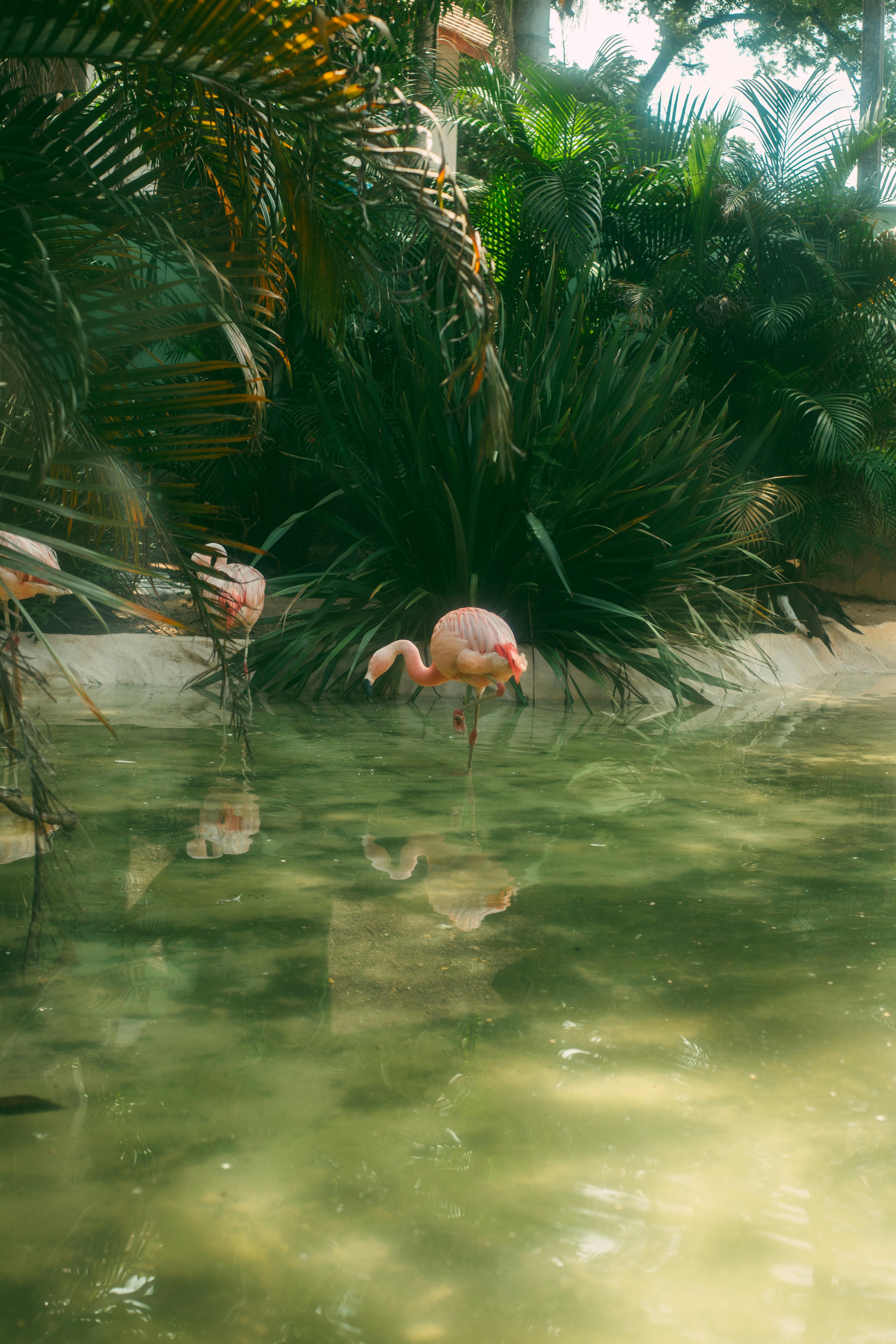 Pink flamingo standing in serene tropical setting, lush greenery, and calm water.