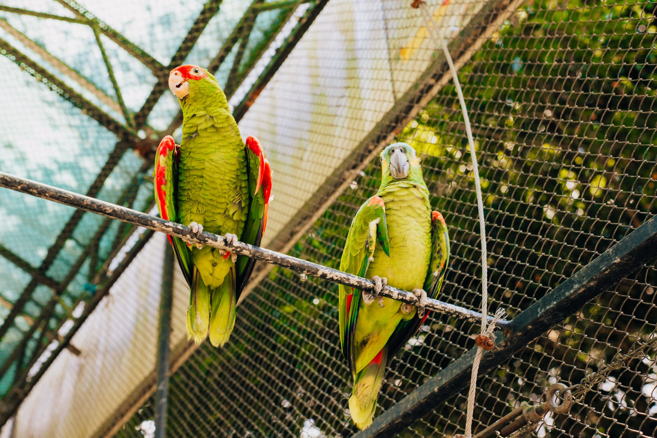 Vibrant Parrots Perched in Aviary Cage · Free Stock Photo