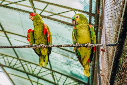 parrot photo