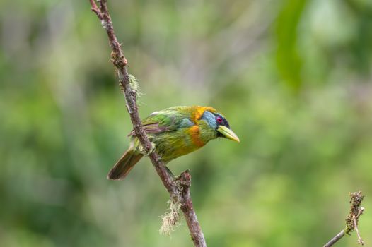 bird photo