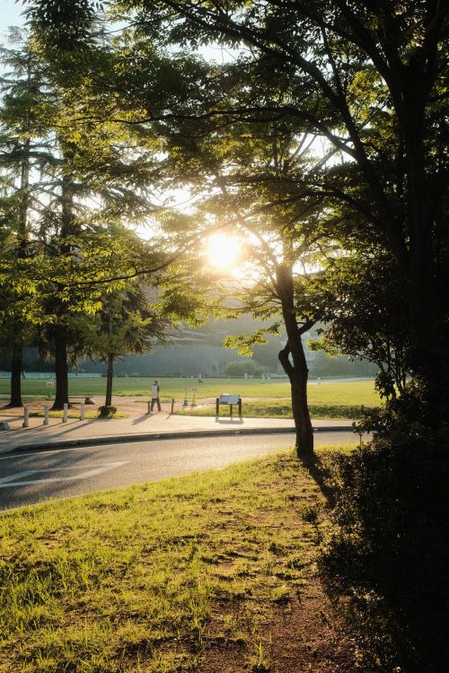 A park with trees and grass in the sun · Free Stock Photo