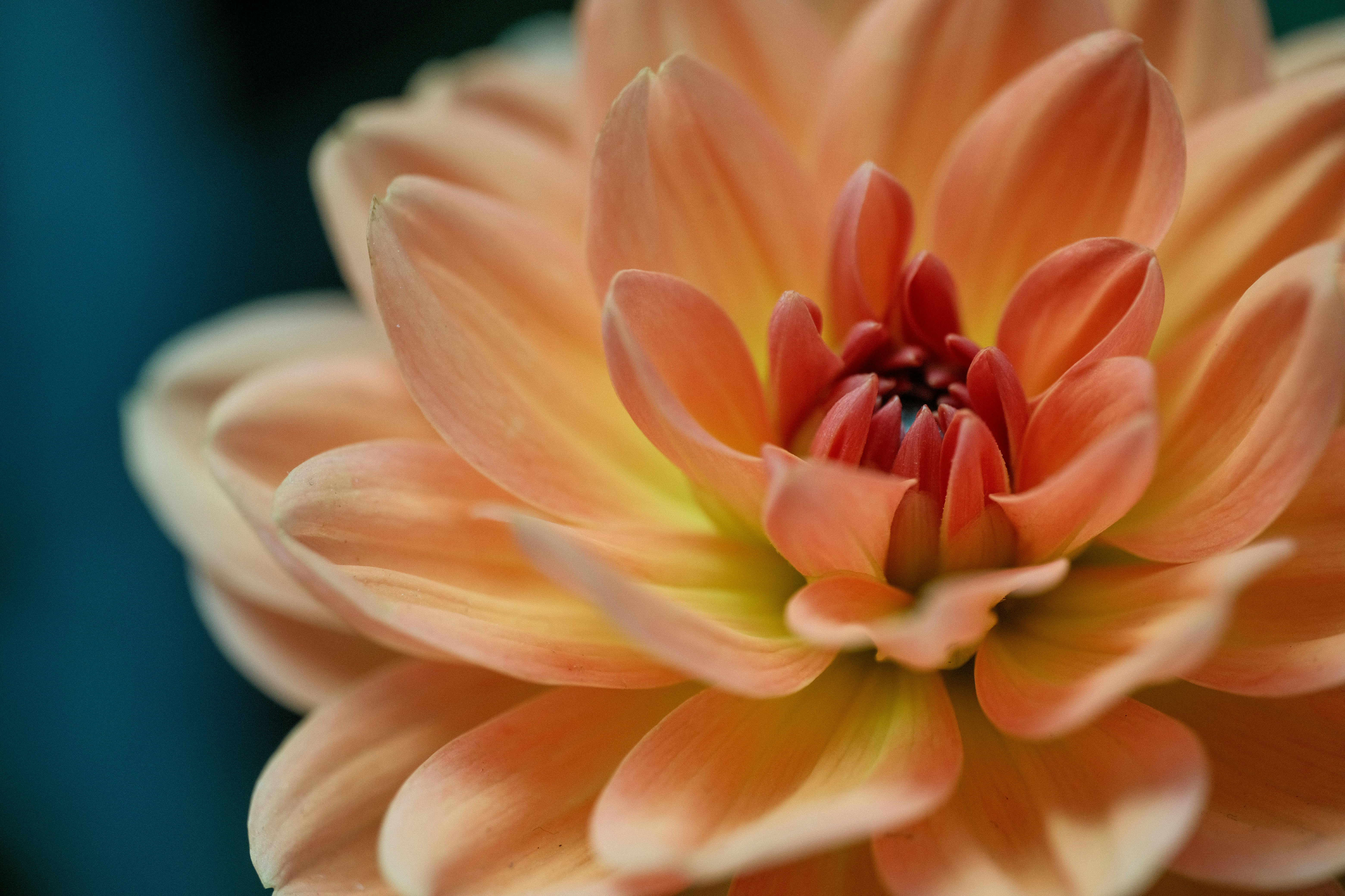 Beautiful close-up of a blooming peach dahlia flower, perfect for floral lovers and garden enthusiasts.