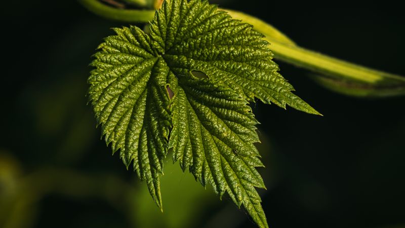 Descarbonização Industrial: Gigantes Brasileiras Lideram a Virada Verde
