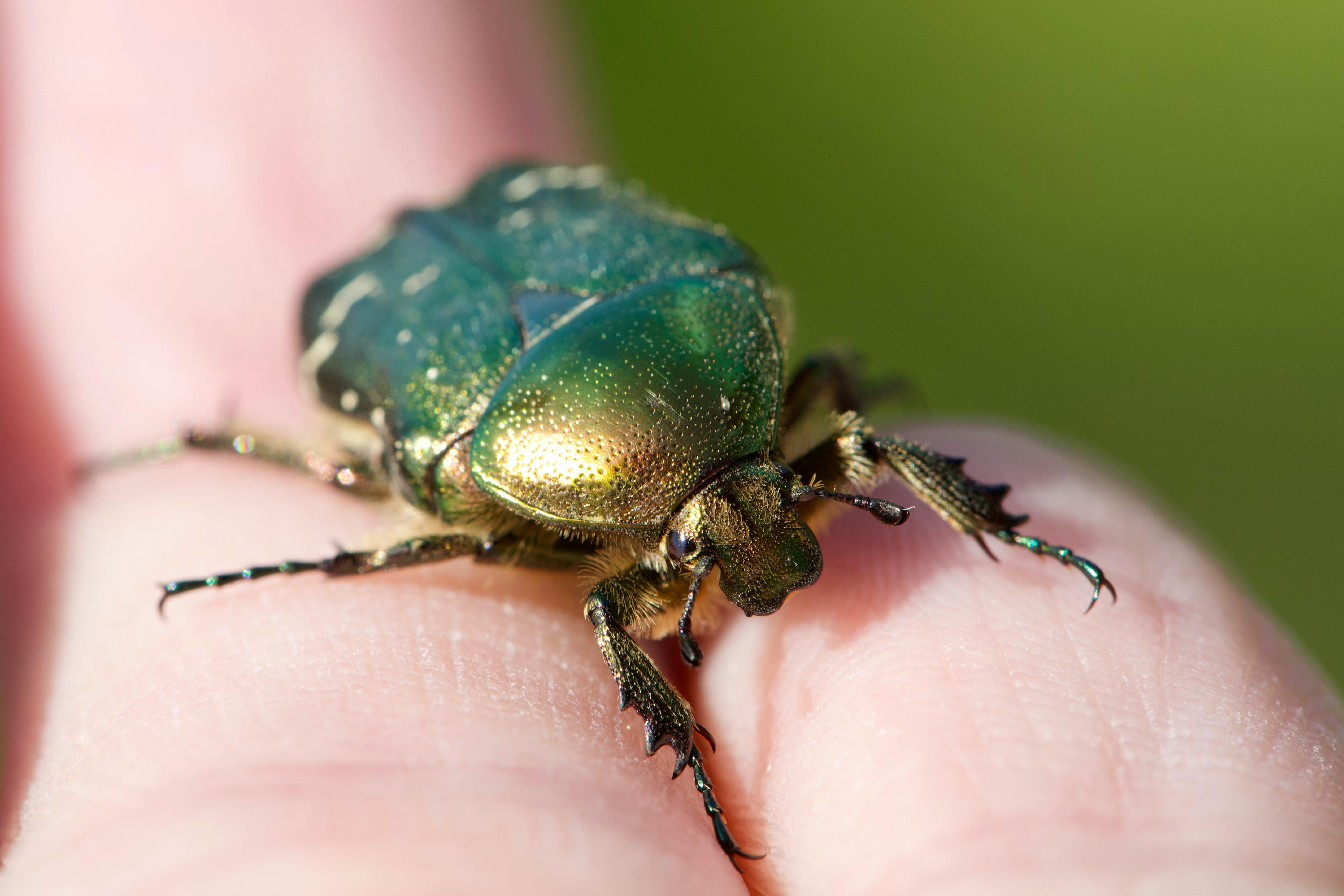 gold shiny rose beetle