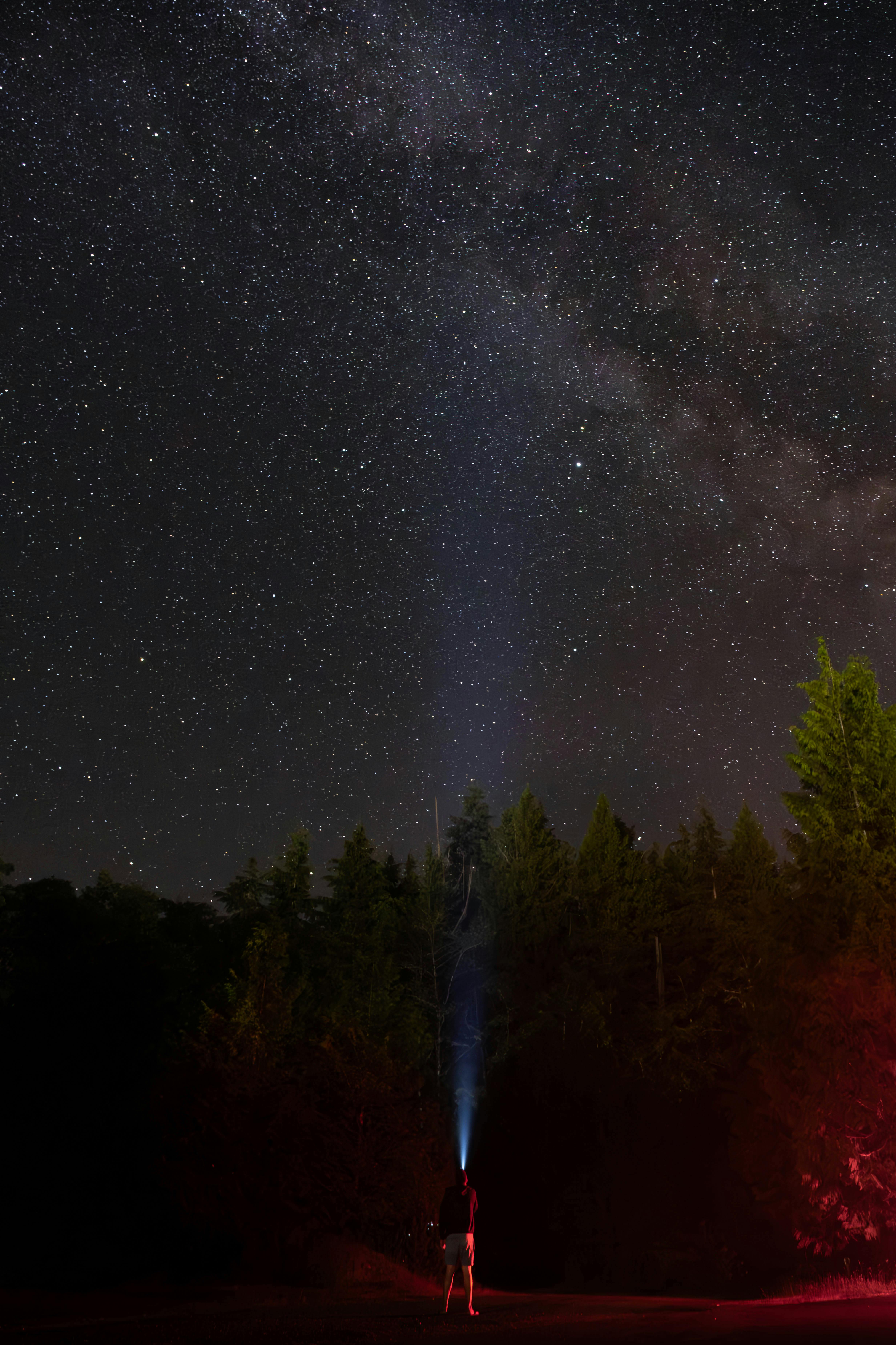 a person standing in front of a tree with a flashlight