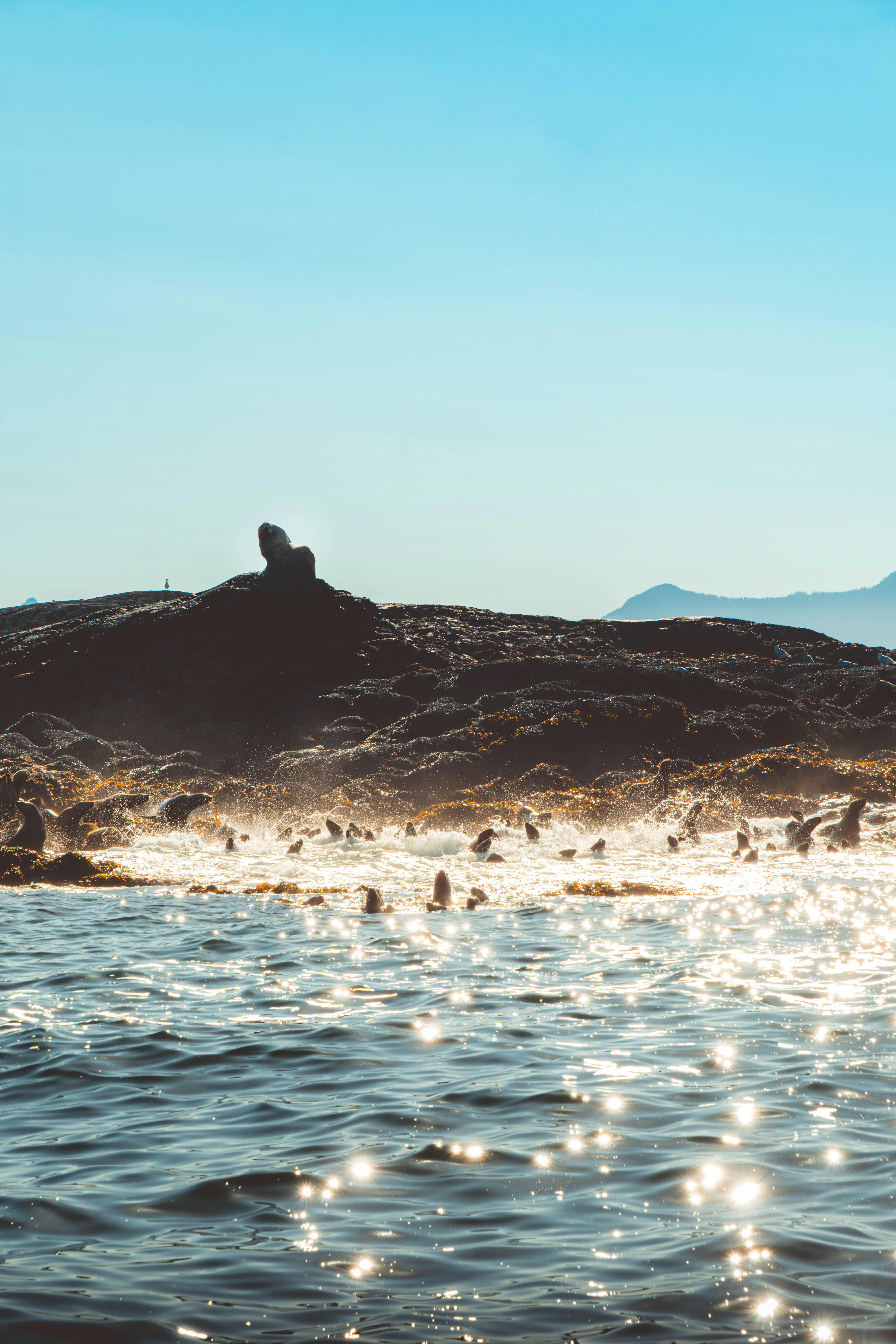 Sea lions basking on rocks by the ocean in Tofino, BC, under a clear sky.