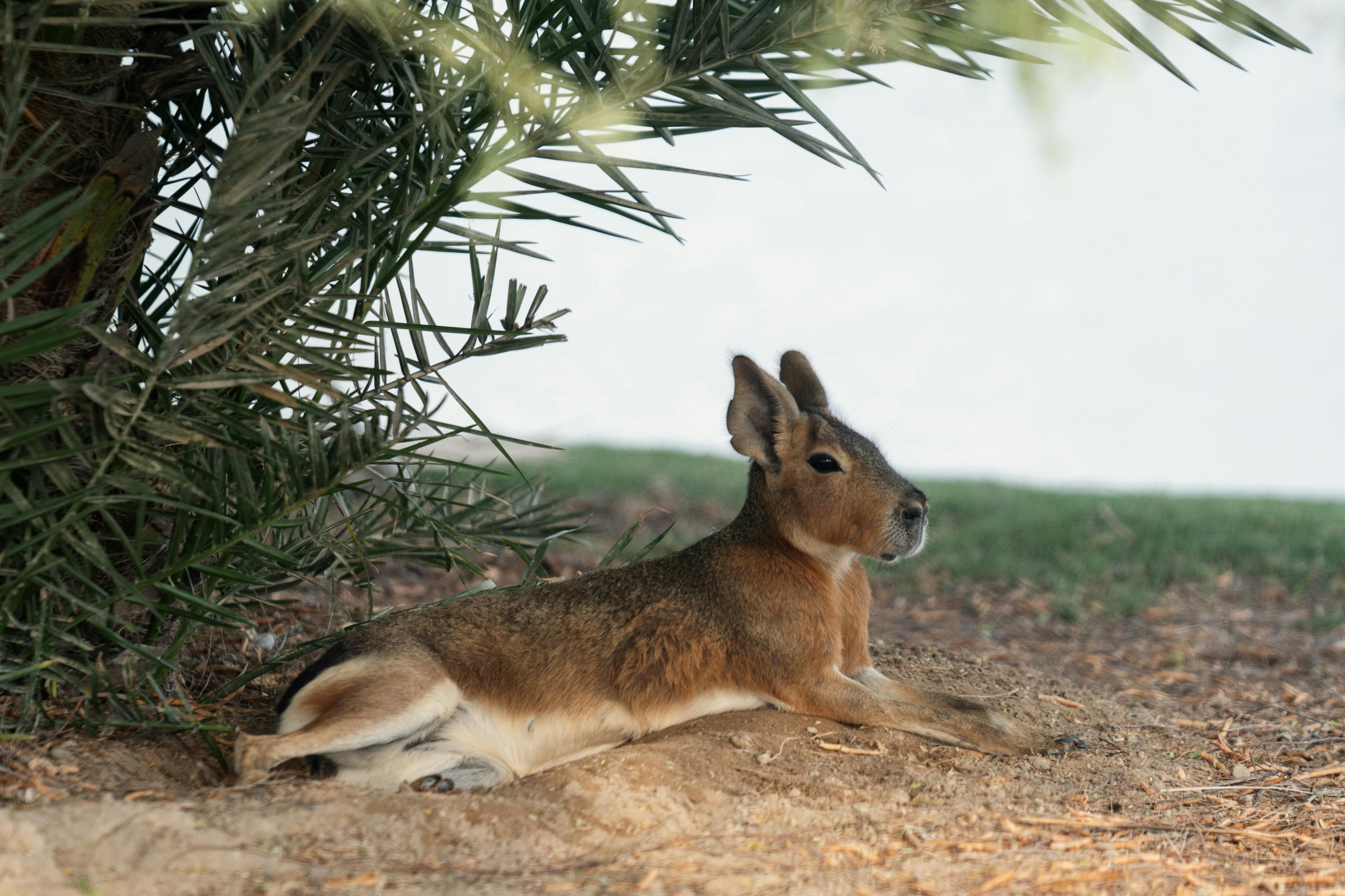 A small animal laying on the ground next to a tree