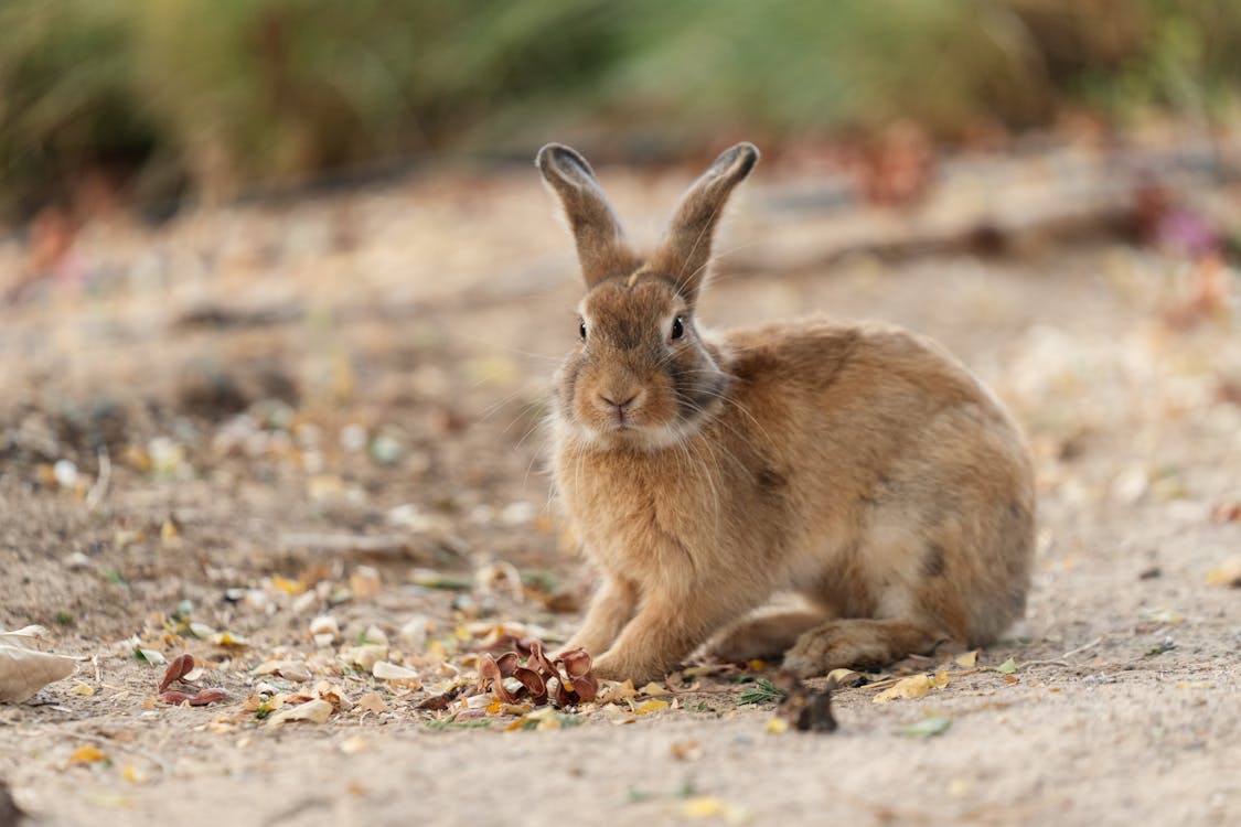 A rabbit sitting on the ground with its ears up · Free Stock Photo