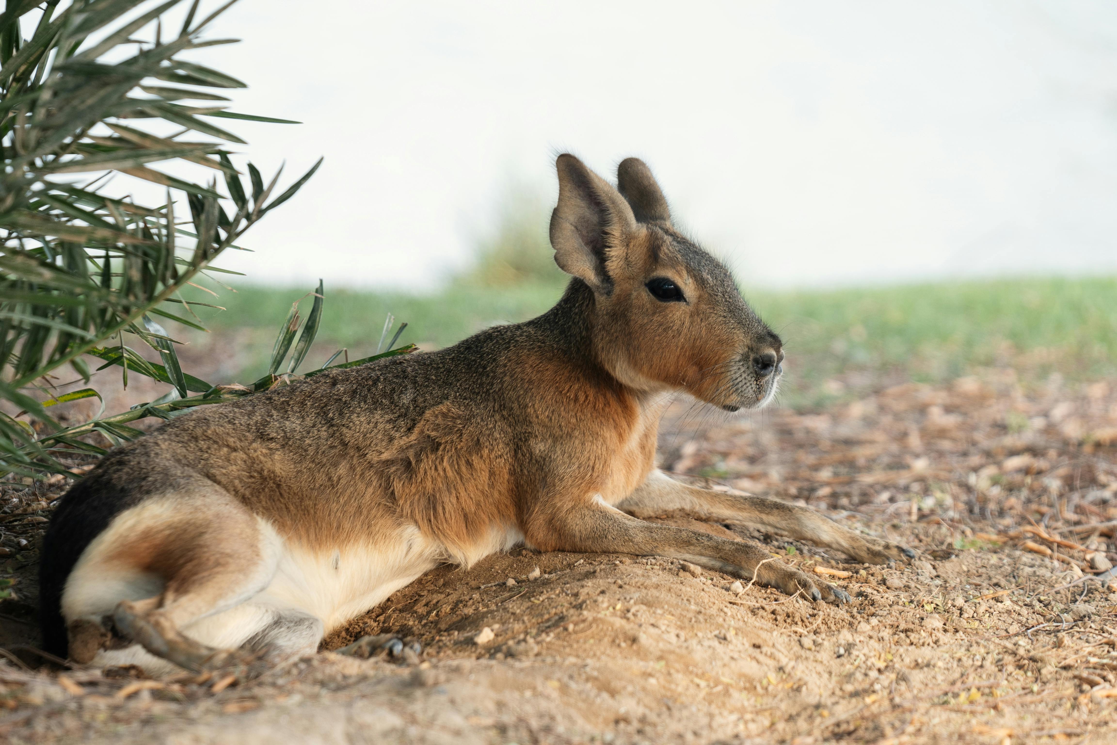 a small animal laying on the ground near some trees