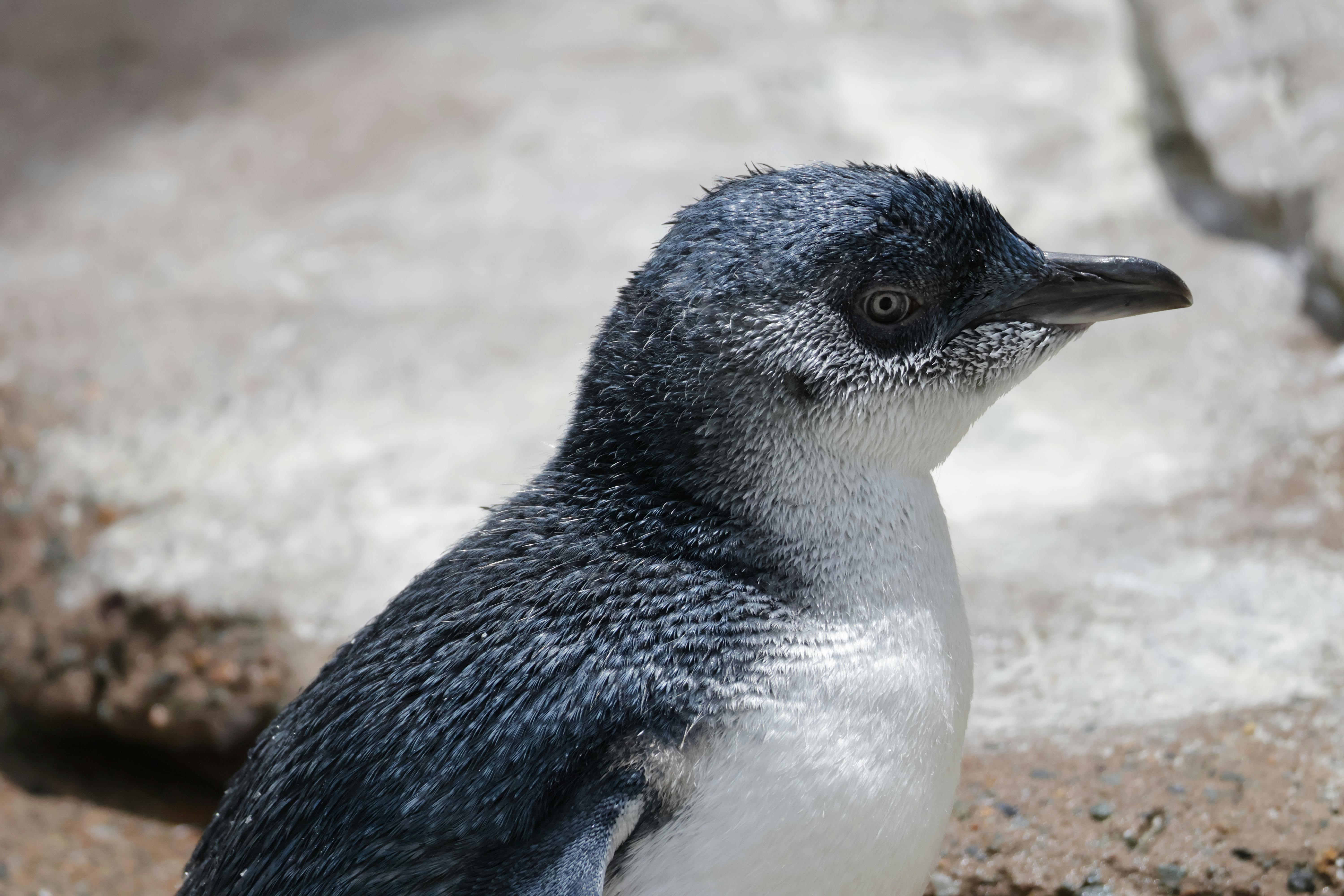 A detailed portrait of a little penguin in natural habitat on the Gold Coast, Australia.