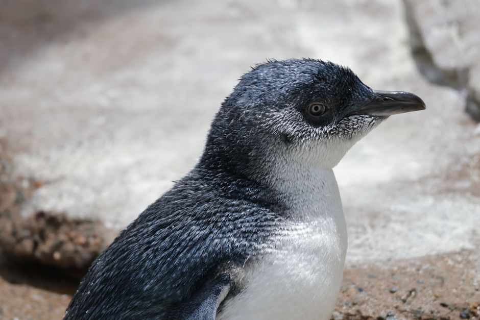 State Scrambles as Bird Flu Hits Wild Species