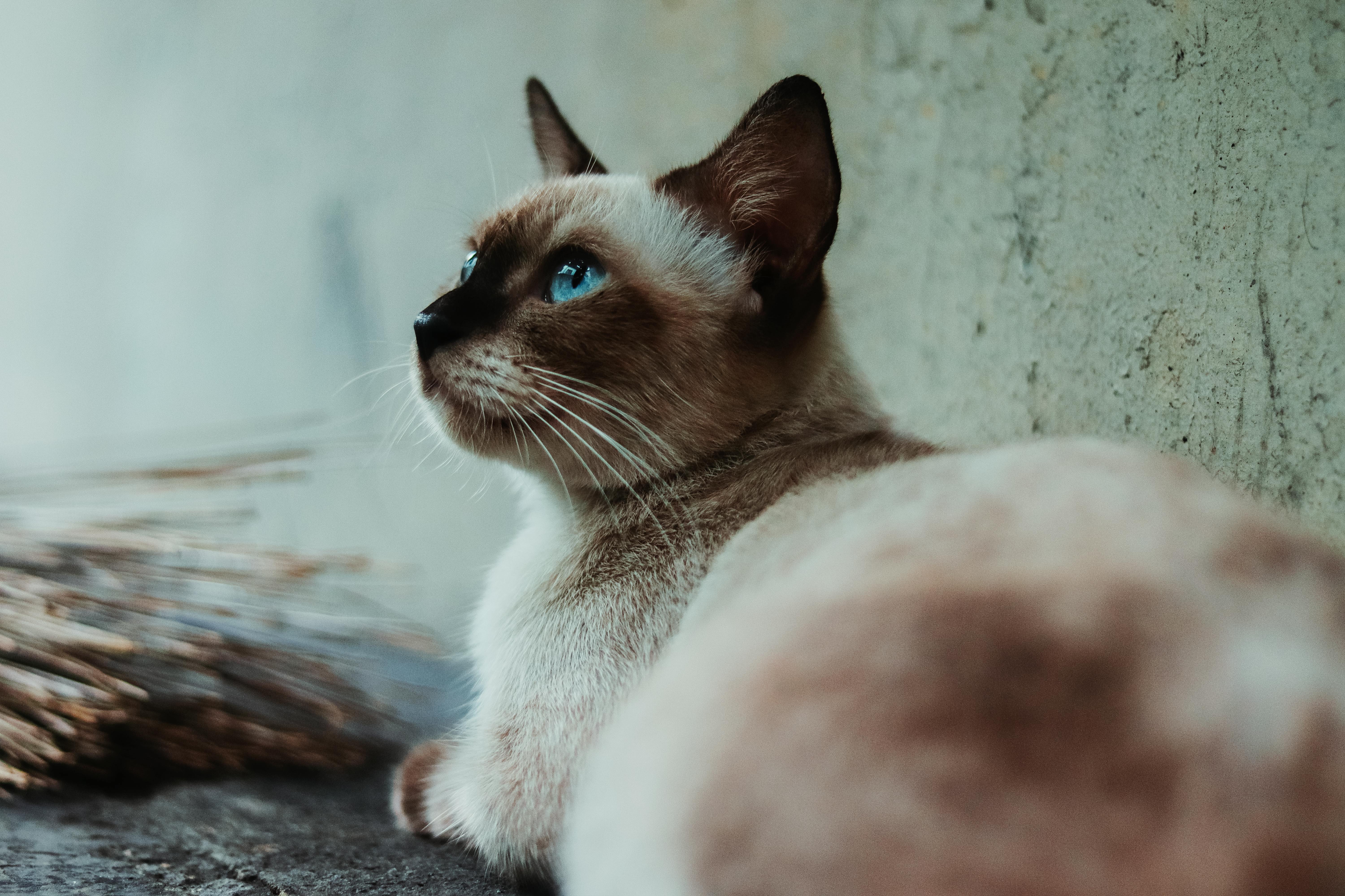 Brown And White Siamese Cat Beside Gray Wall Free Stock Photo