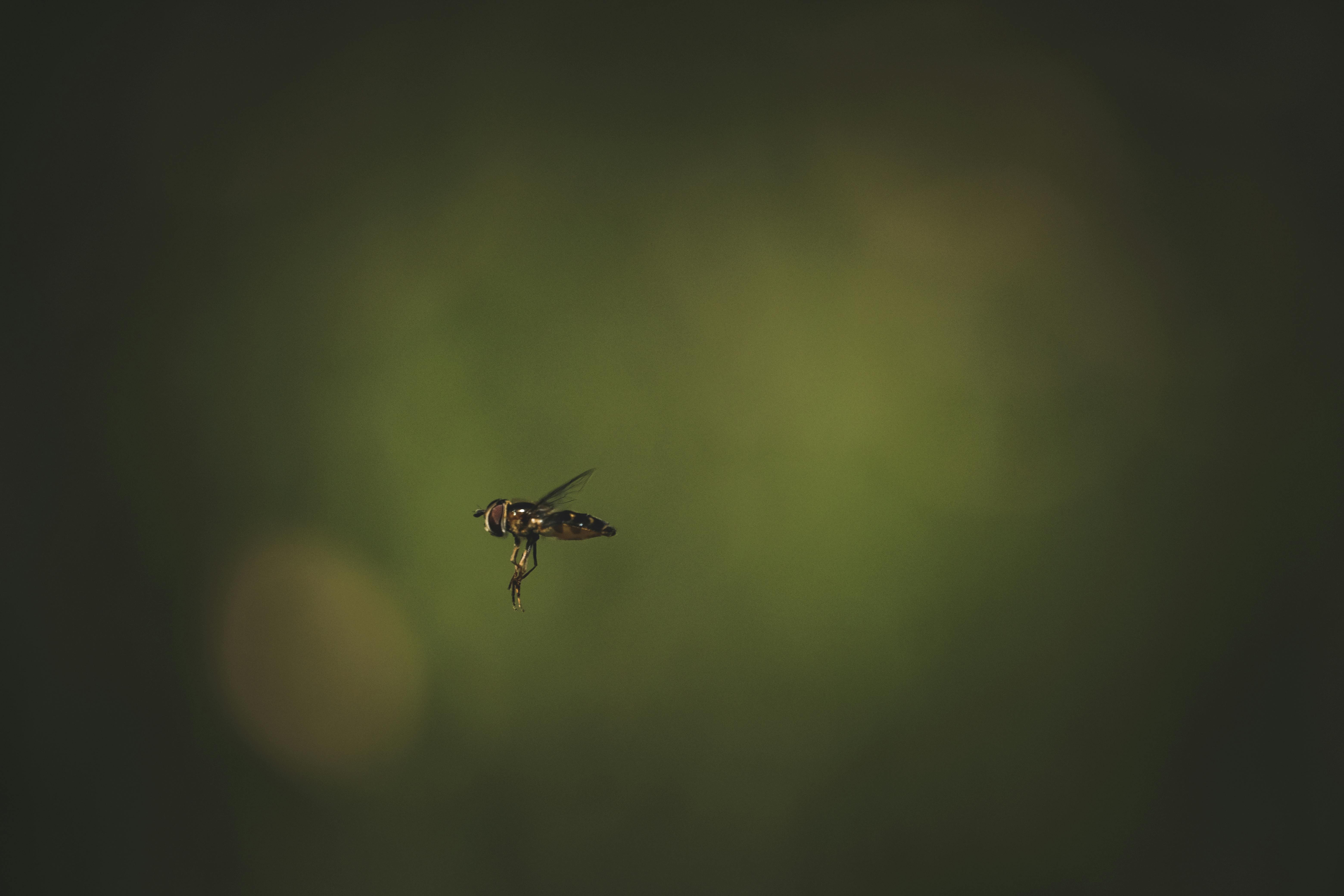 a small insect flying through the air in front of a green background