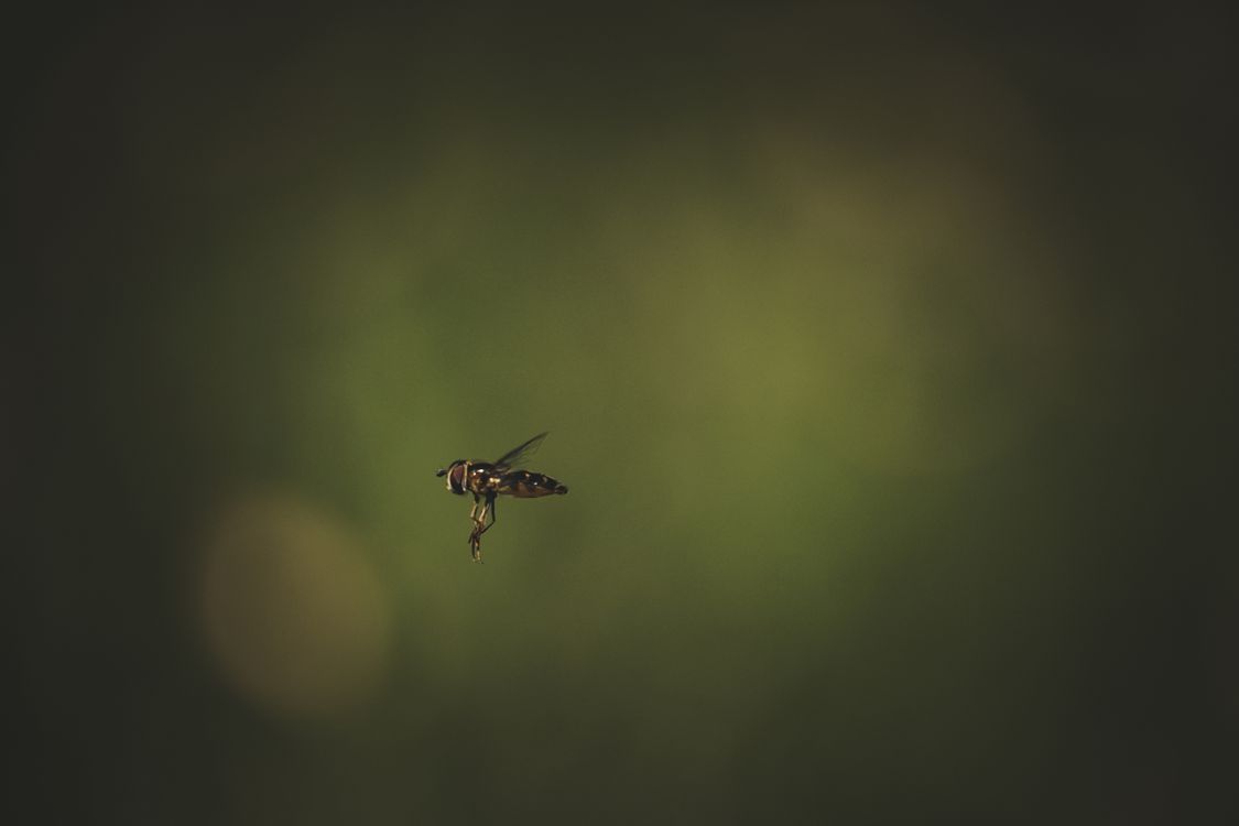 Flying Insect Shadow A small insect flying through the air in front of a green background ...