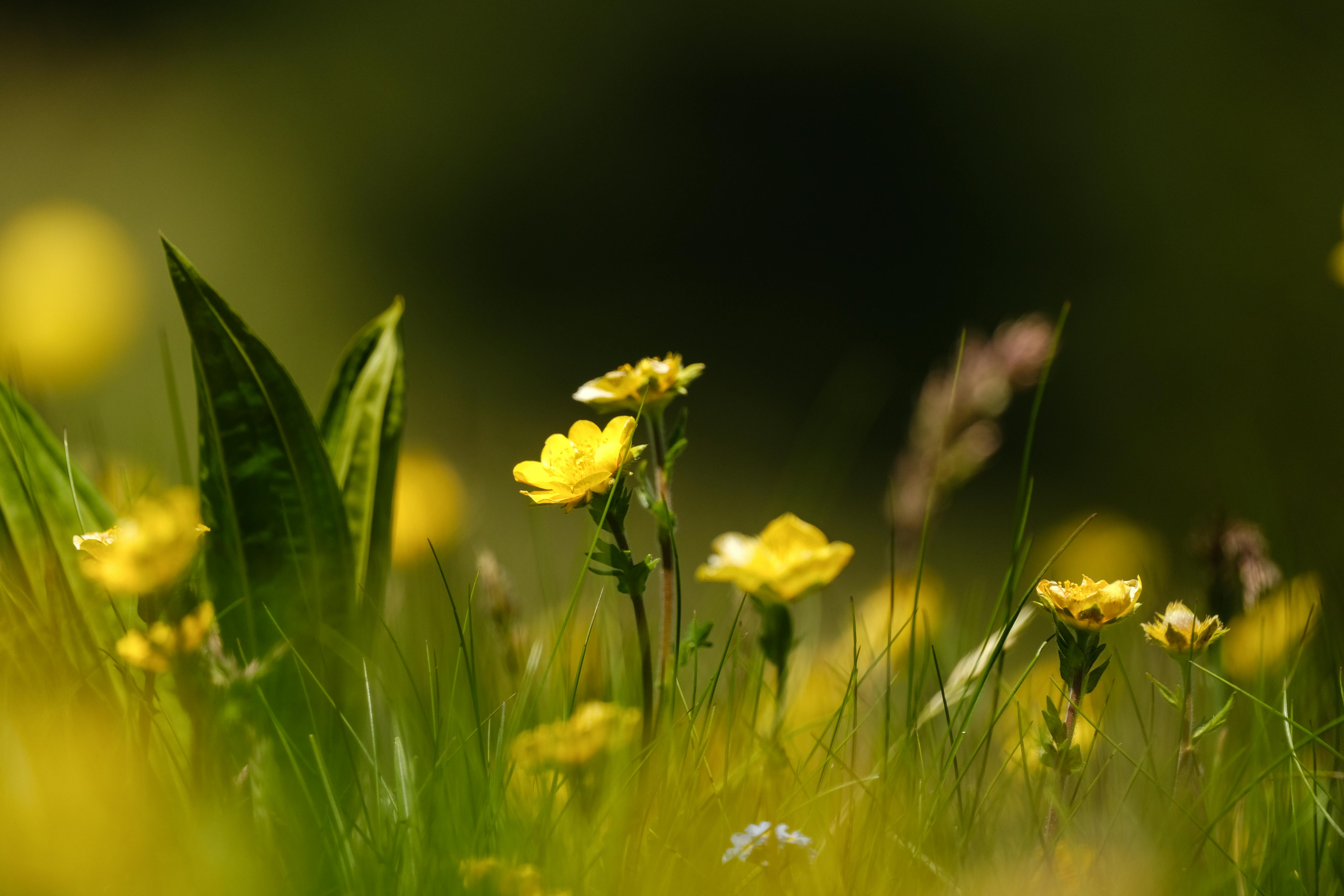 A serene view of blooming yellow buttercups in a lush summer meadow under warm sunlight.