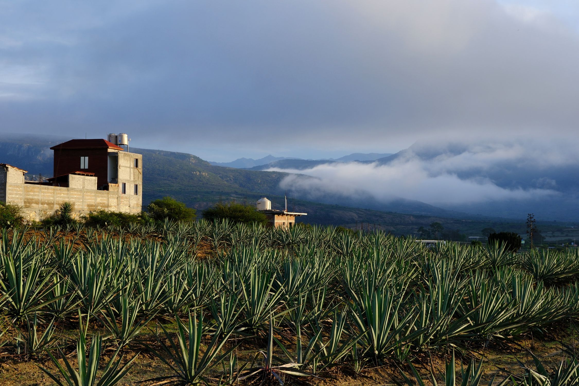 Agave Rural Bank Foto de stock gratuita sobre agave, agricultura, agricultura ...