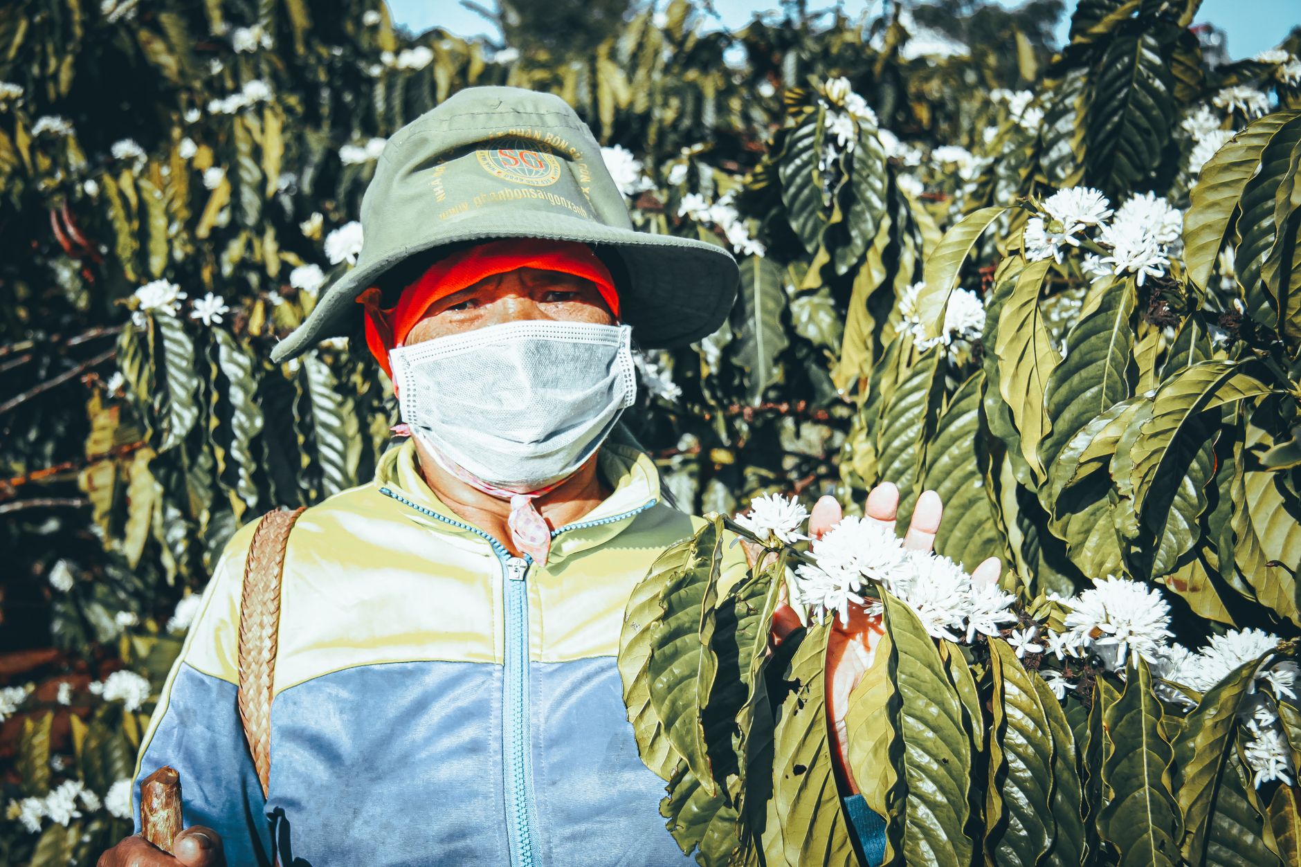 A hardworking Vietnamese farmer wearing a mask amidst a blooming coffee plantation. A hardworking Vietnamese farmer wearing a mask amidst a blooming coffee plantation.