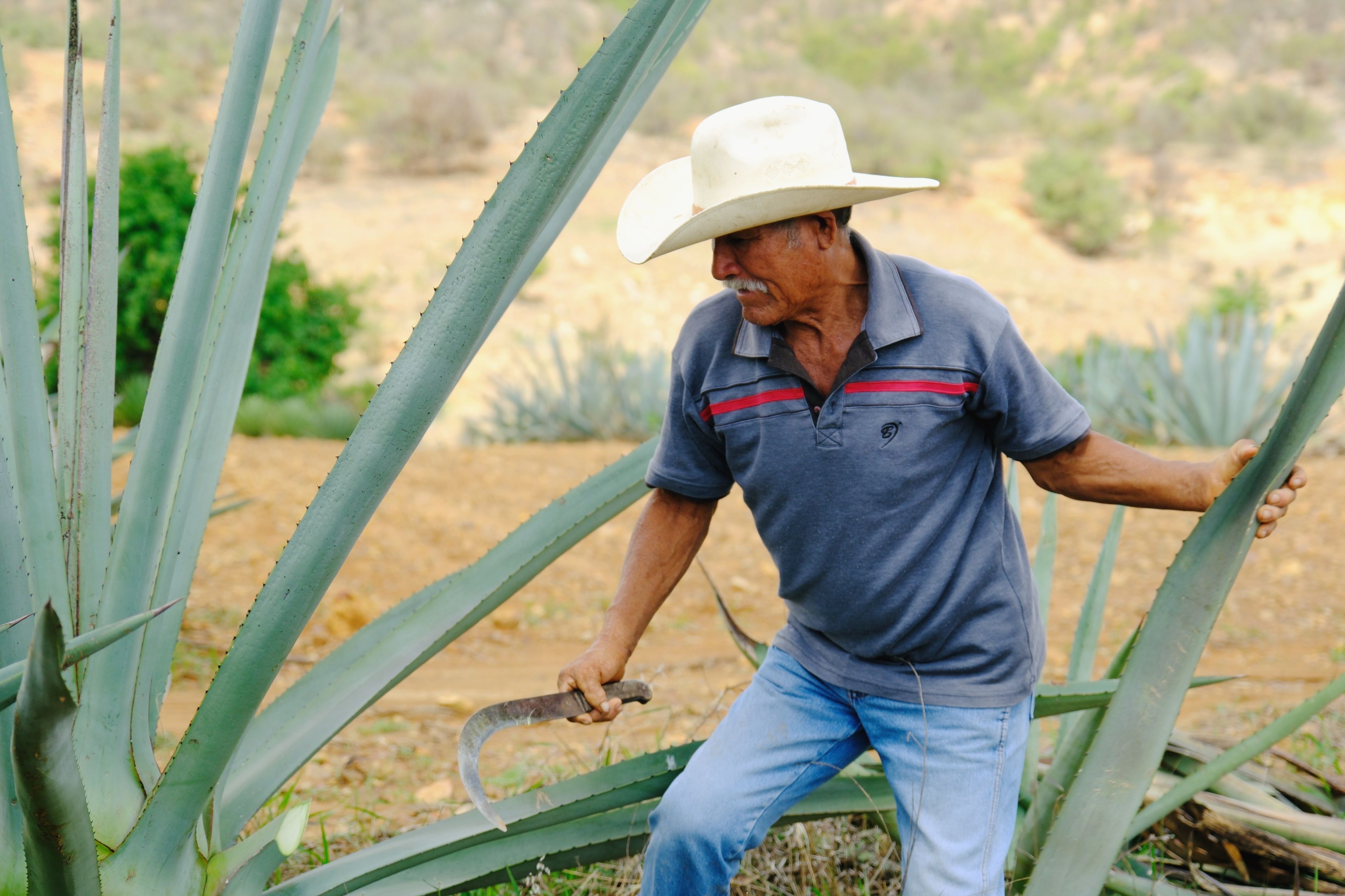 Foto: Ricardo Olvera / Pexels