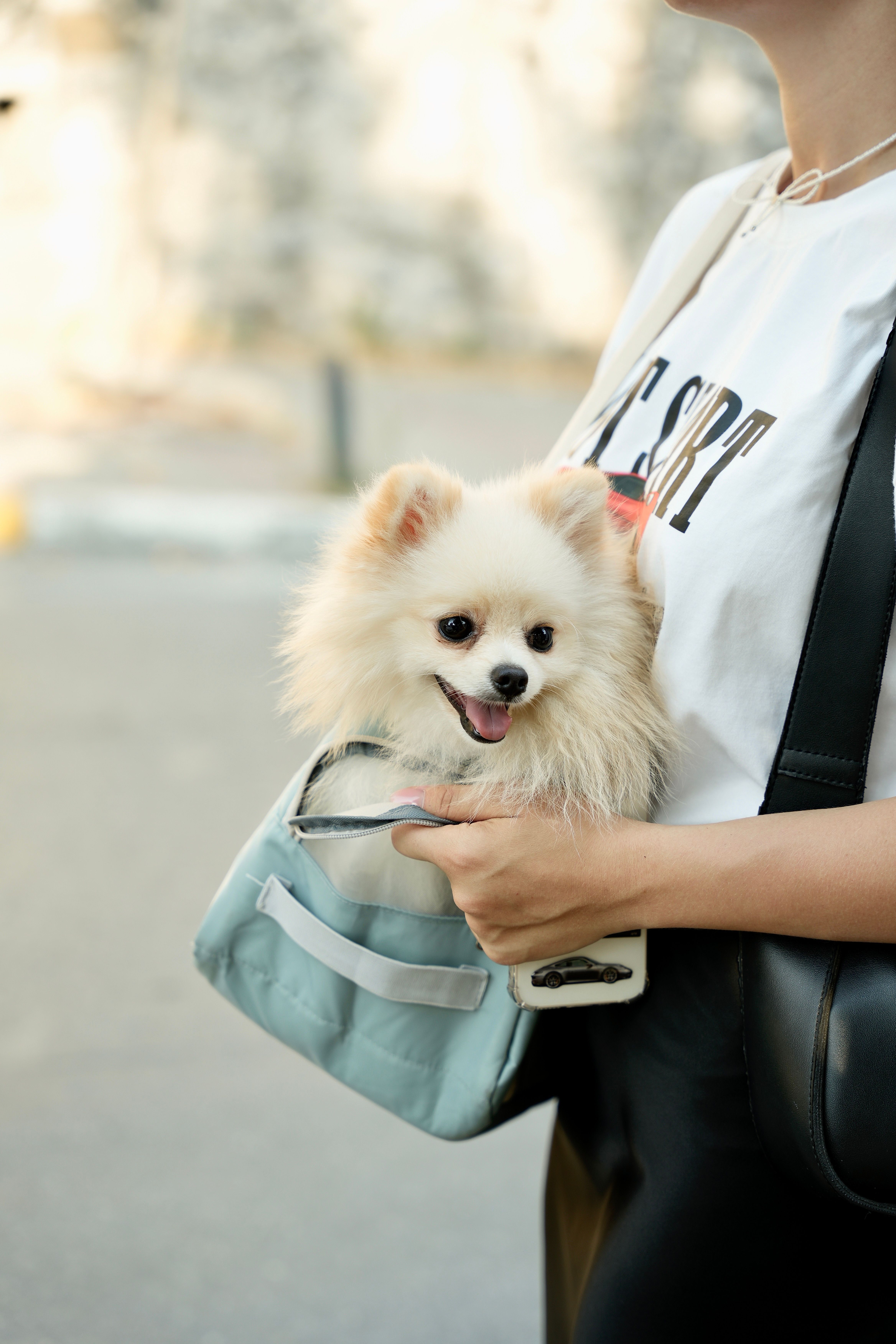 A stylish woman holding a small dog peeking out from a fashionable tote bag outdoors, embodying the chic lifestyle of a pet parent on the go.