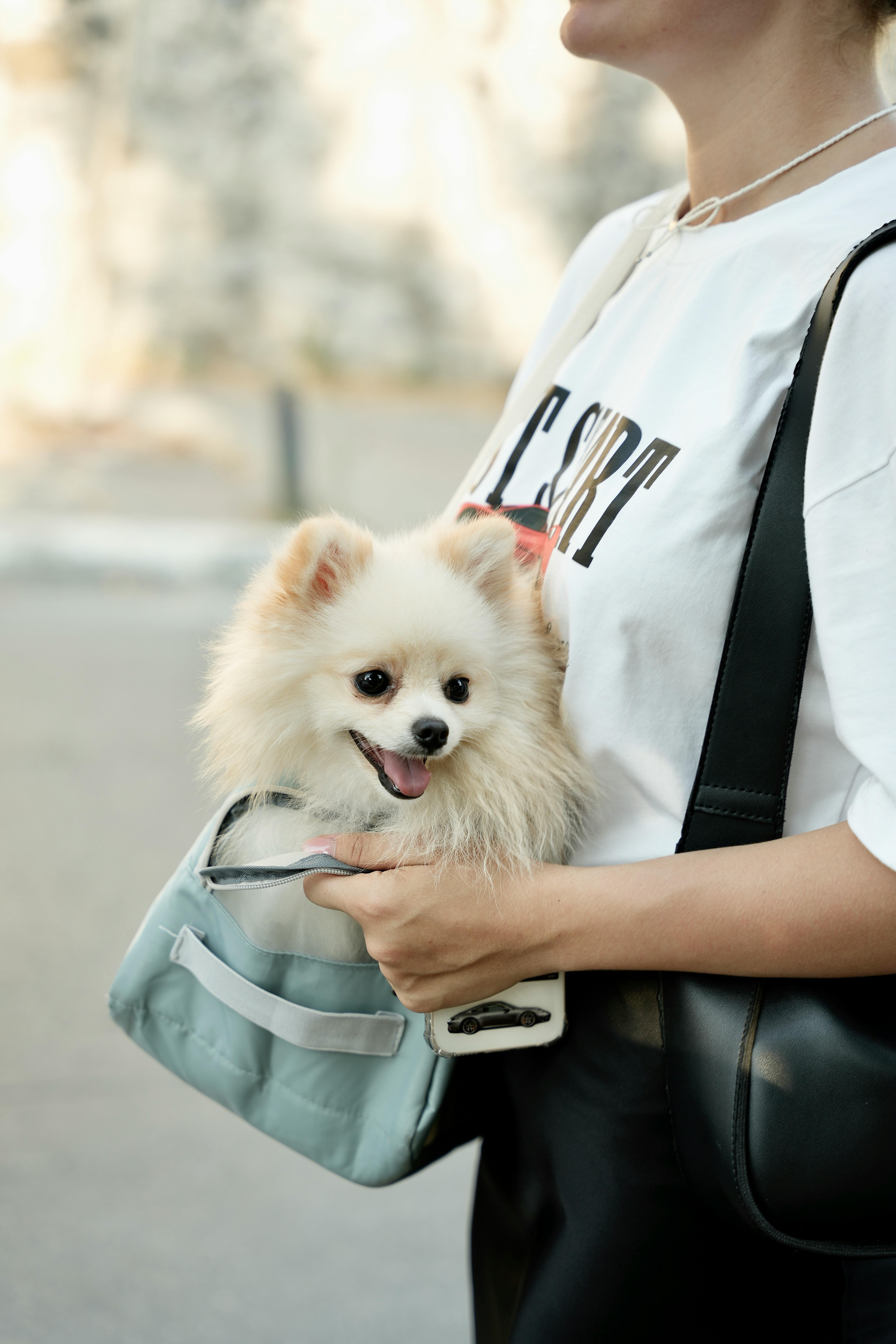 a woman holding a small dog in a blue bag