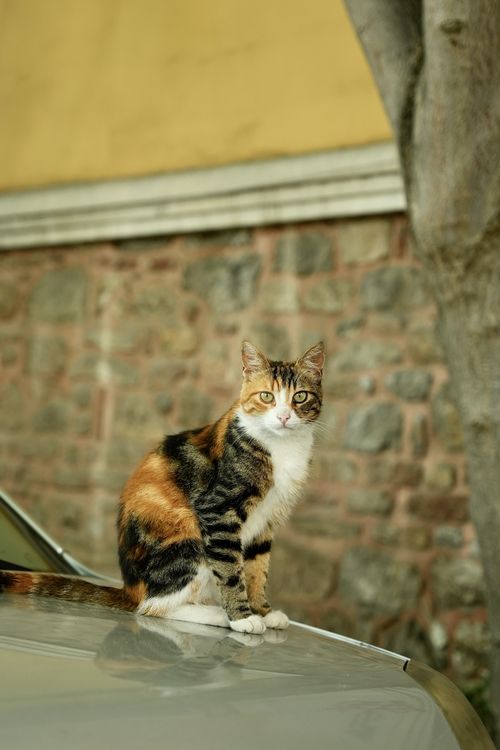 Free A curious calico cat sits on a car outdoors, displaying its beautiful fur pattern. Stock Photo