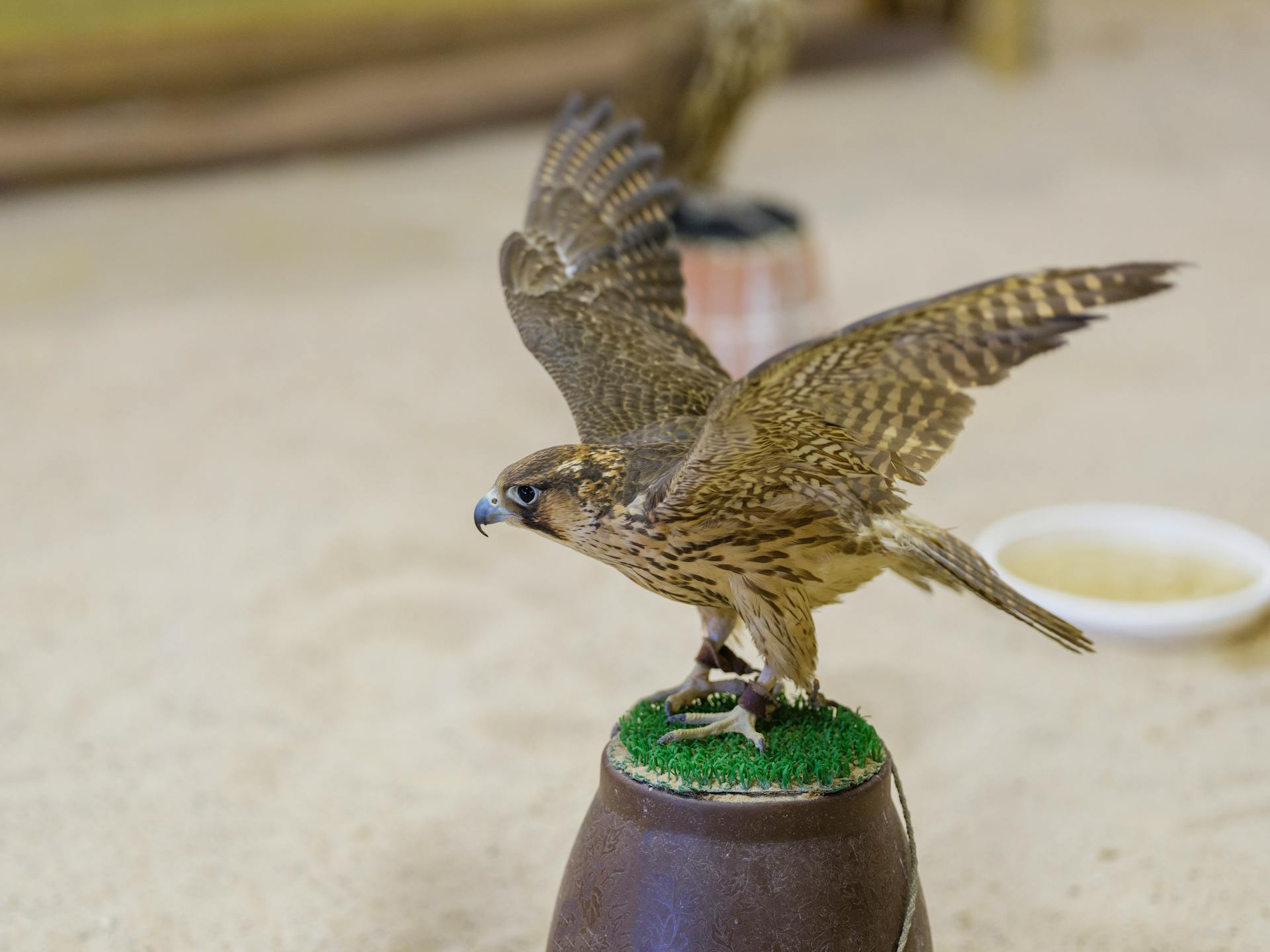 a falcon in captivity