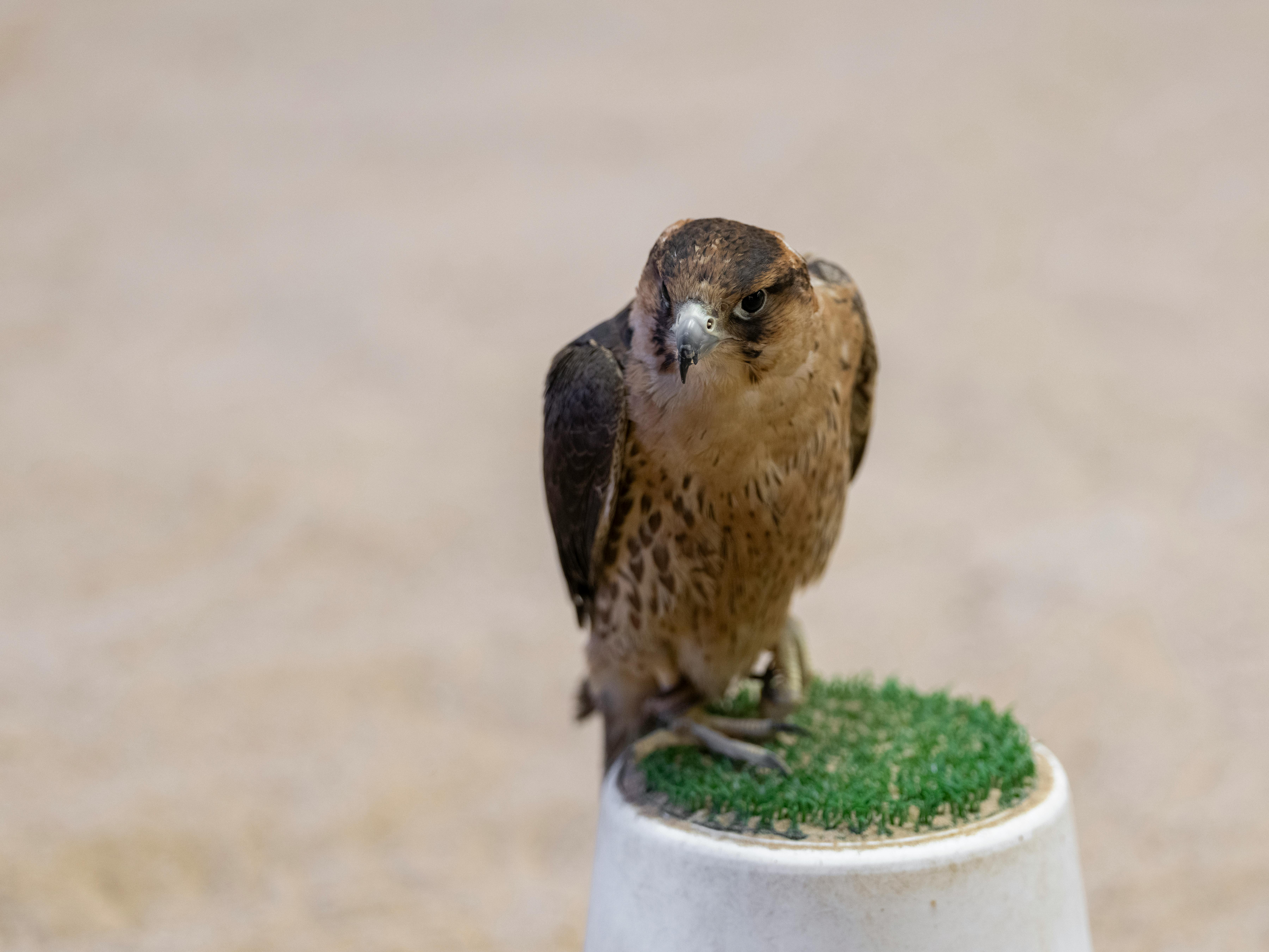 BGSU continues to support nonpartisan civic engagement - BG Falcon Media — Photo by Engin Akyurt on Pexels