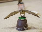 Peregrine falcon with wings spread perched indoors, showcasing falconry tradition.