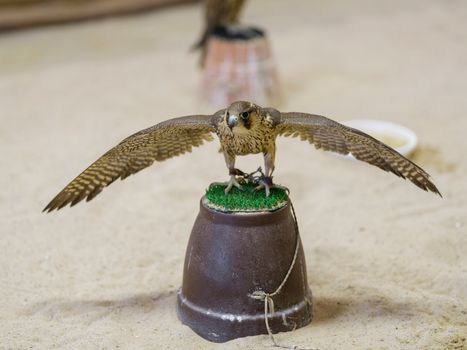 Peregrine falcon with wings spread perched indoors, showcasing falconry tradition.