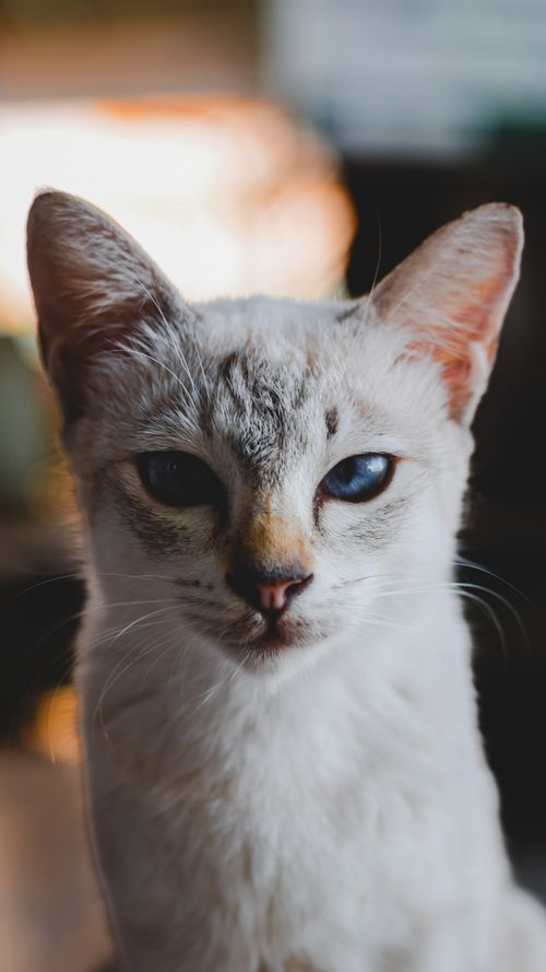Free Close-up portrait of a curious domestic cat with striking eyes and soft fur. Stock Photo