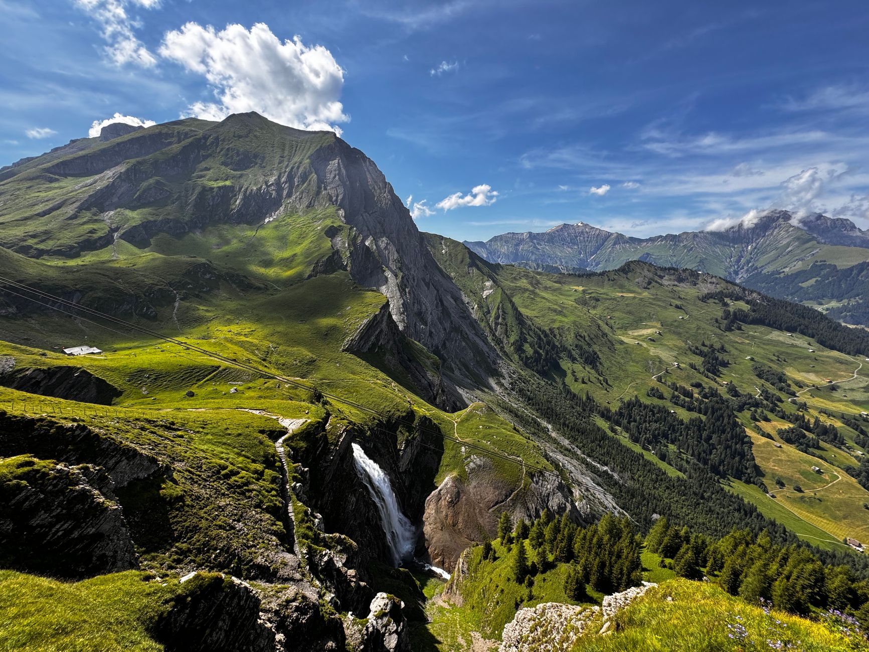 Immersion dans la nature et cueillette de plantes sauvages