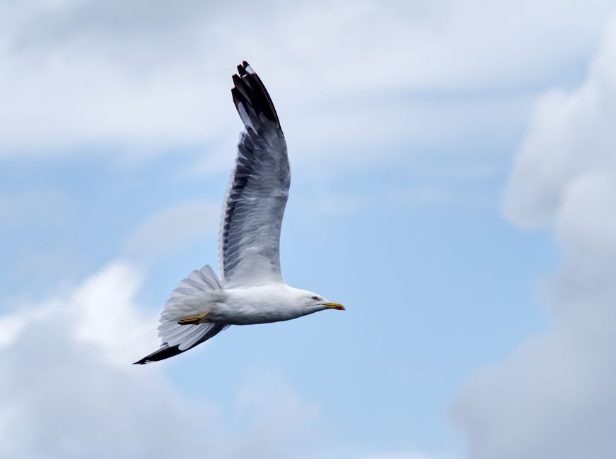 A seagull in flight against a clear summer sky, symbolizing freedom and nature.