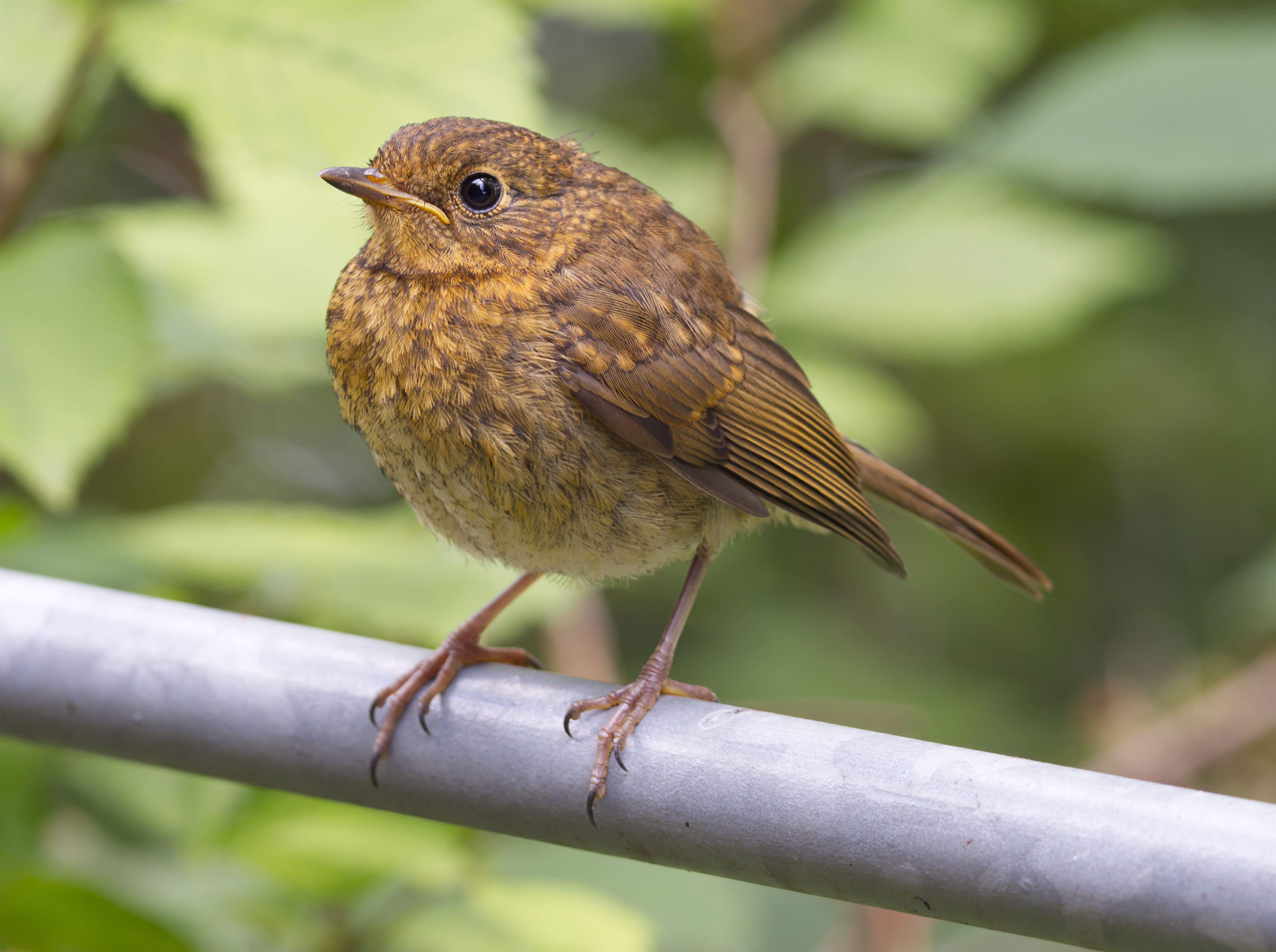 Close-up of juvenile robin perched on a rail. · Free Stock Photo
