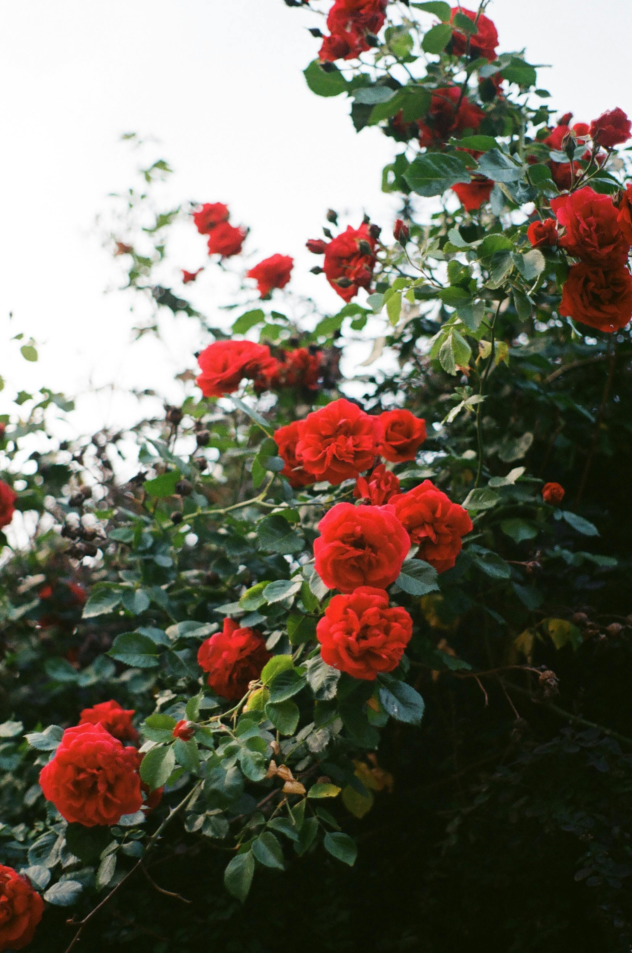 Aesthetic analog photo of vibrant red roses in full bloom, showcasing natural beauty.
