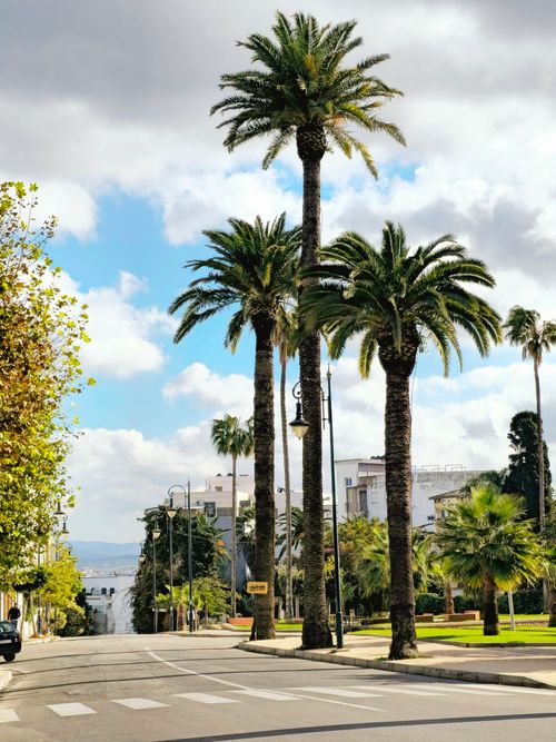 Free Scenic view of a palm-lined street in Tangier, Morocco, under a bright summer sky. Stock Photo