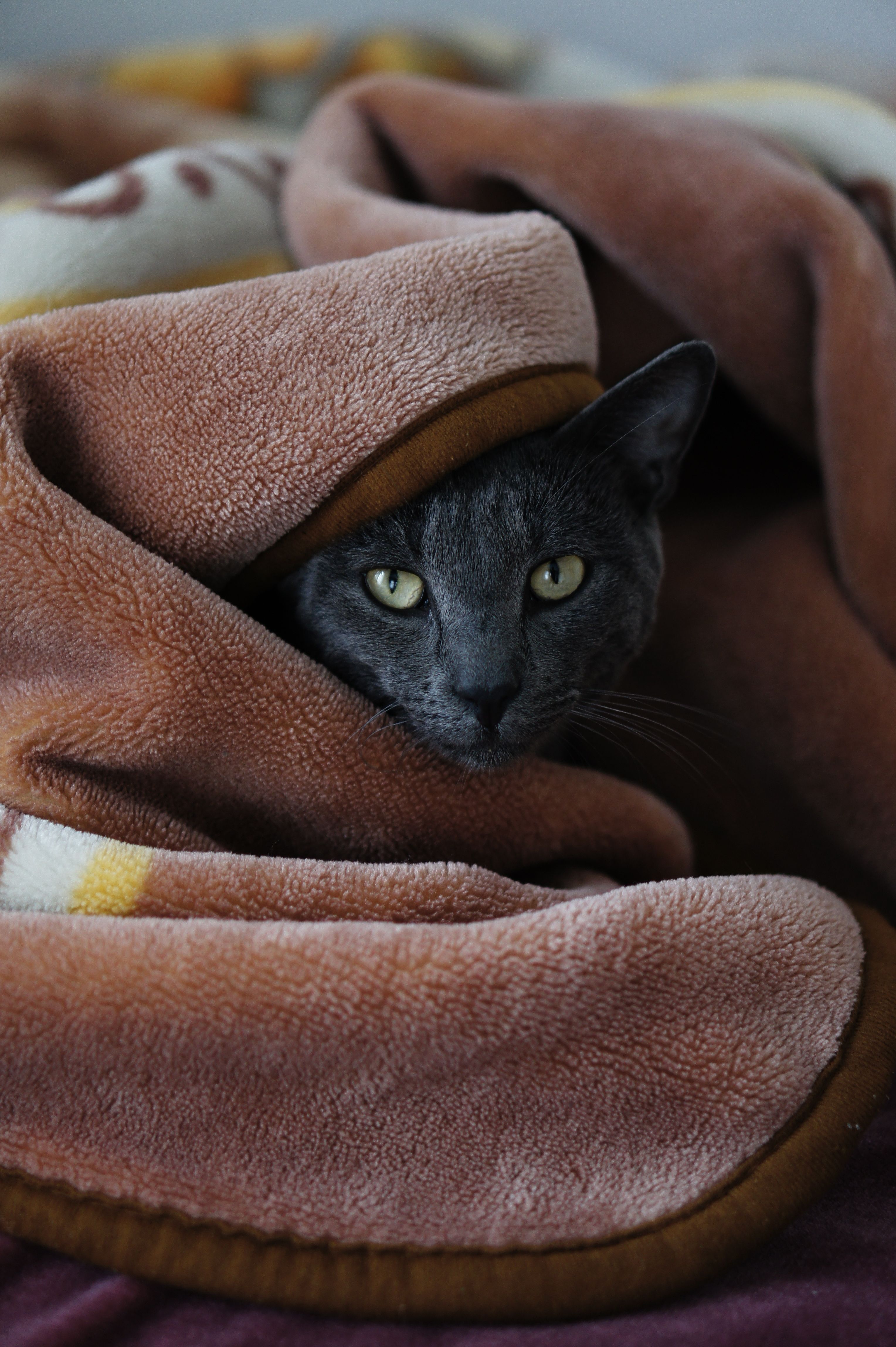 Gray cat snuggled in a soft brown blanket, creating a cozy indoor scene.