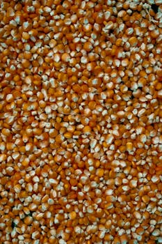 Einkorn, grain, dry, raw